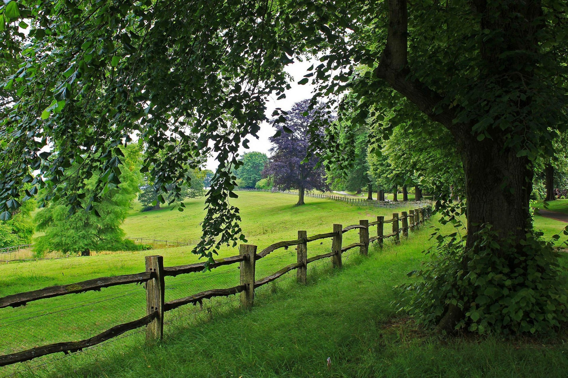 naturaleza árbol árboles camino paseo navegar paisaje hierba camino montañas