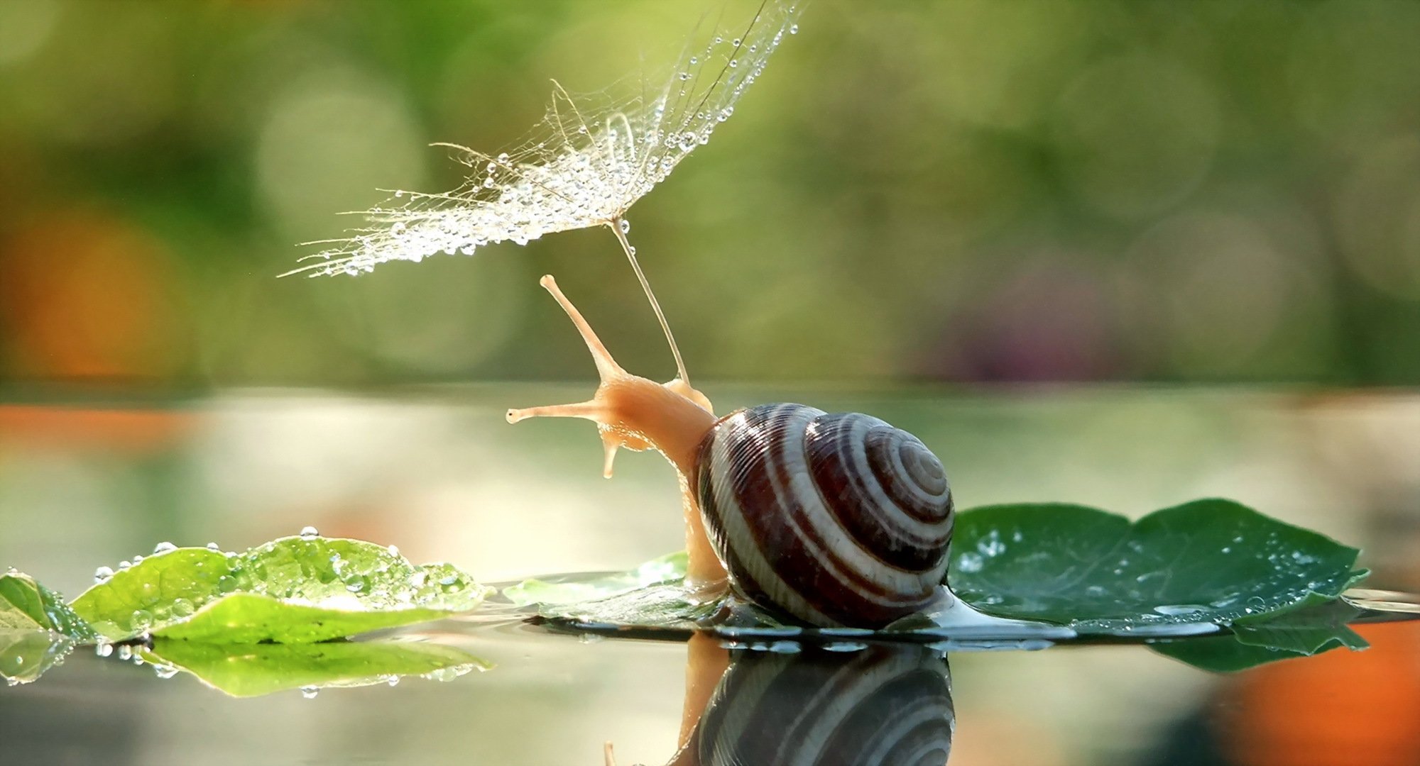 caracol paraguas naturaleza