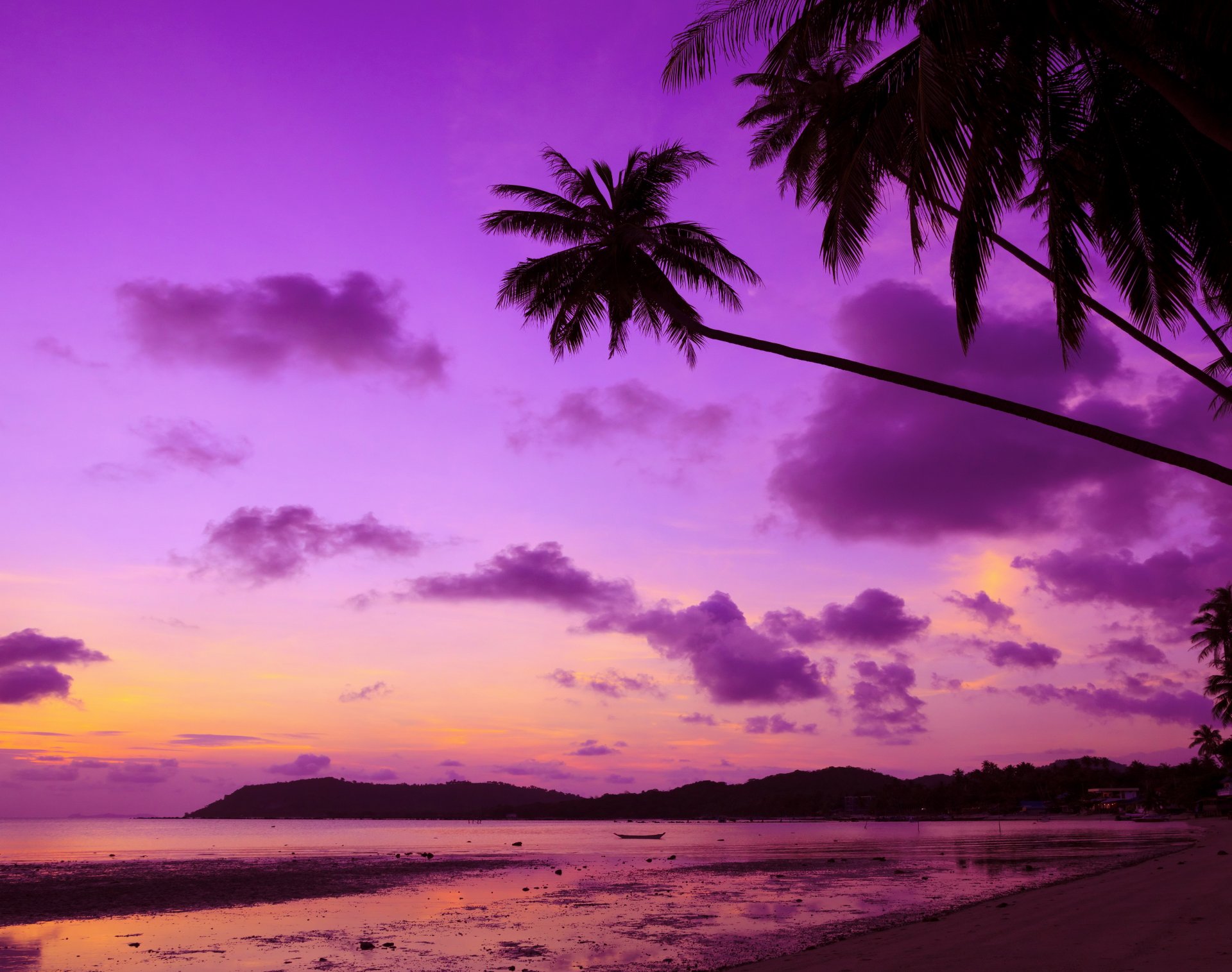 tropical paradise beach palms sea ocean sunset purple palm tropic