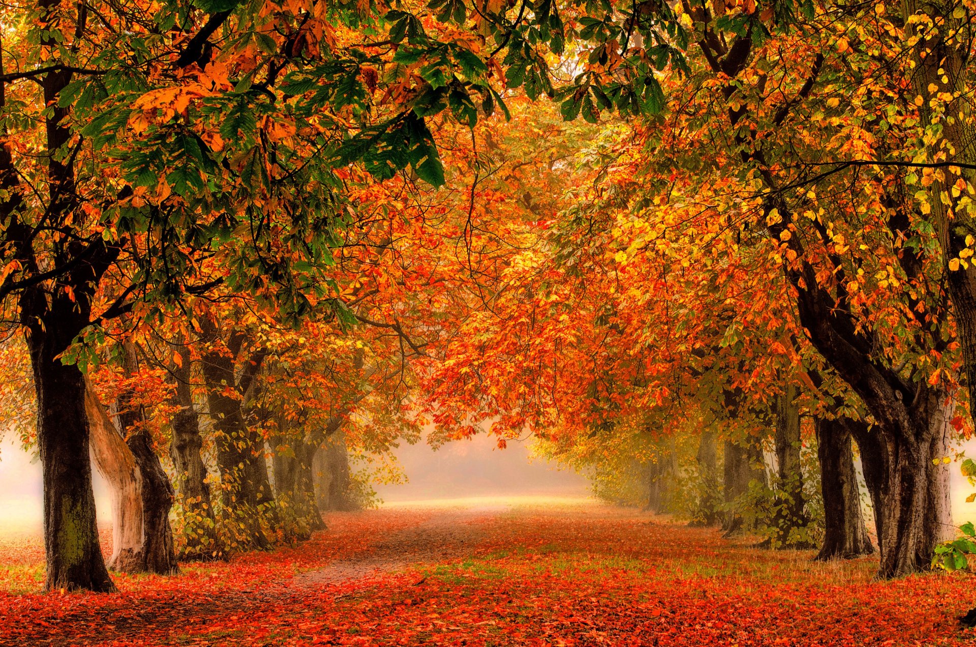 nature forêt parc arbres feuilles coloré route automne automne couleurs promenade