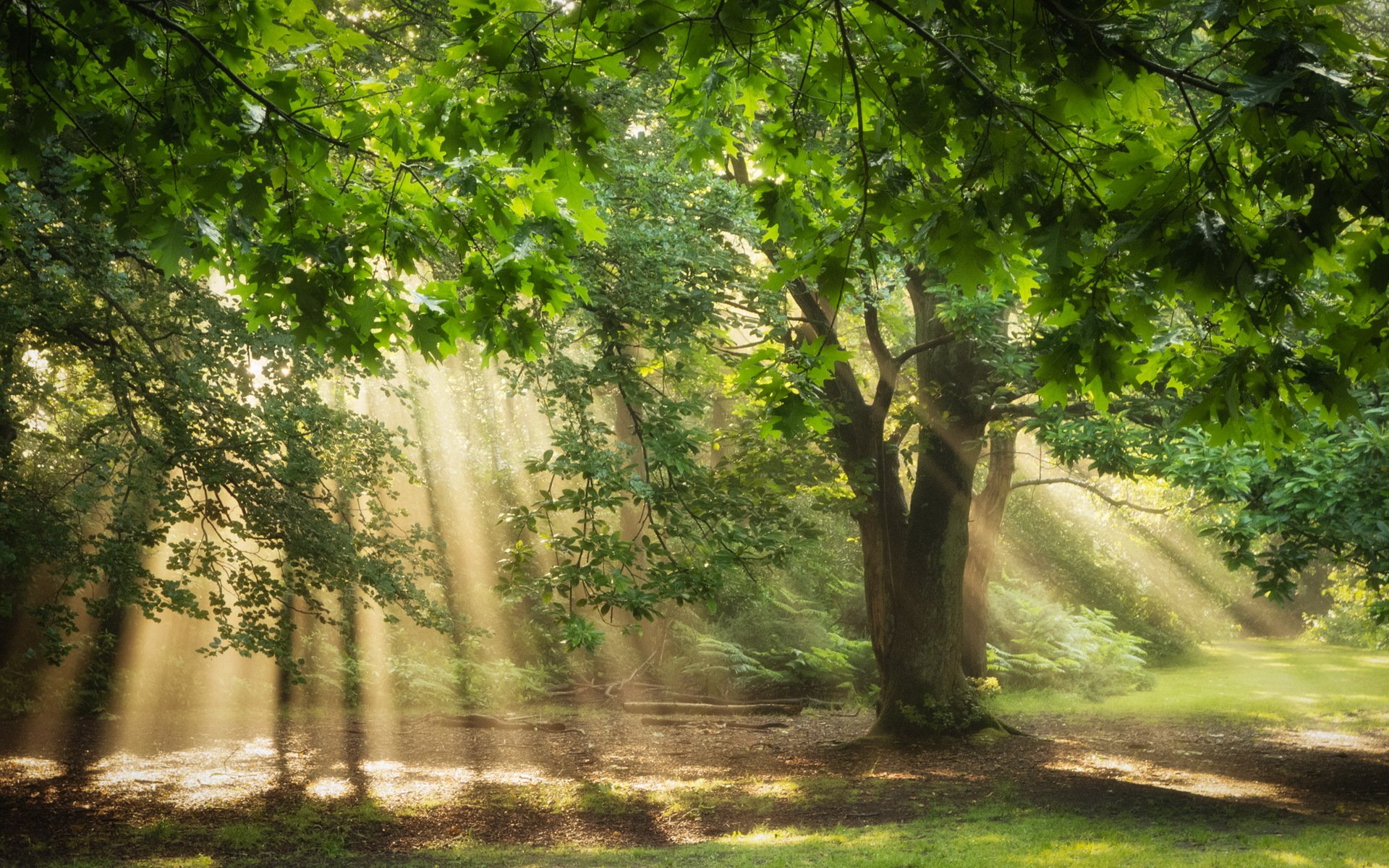 legno foresta luce natura