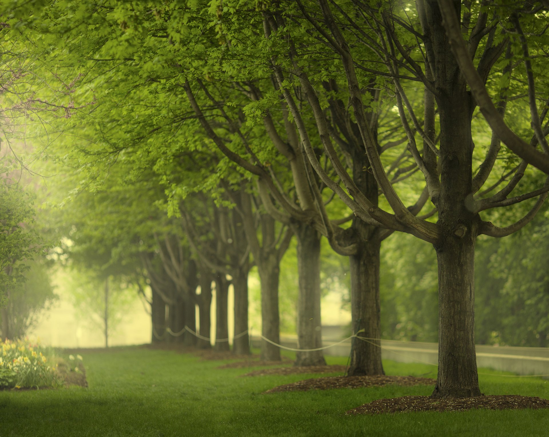 millennium park chicago arbres herbe parc