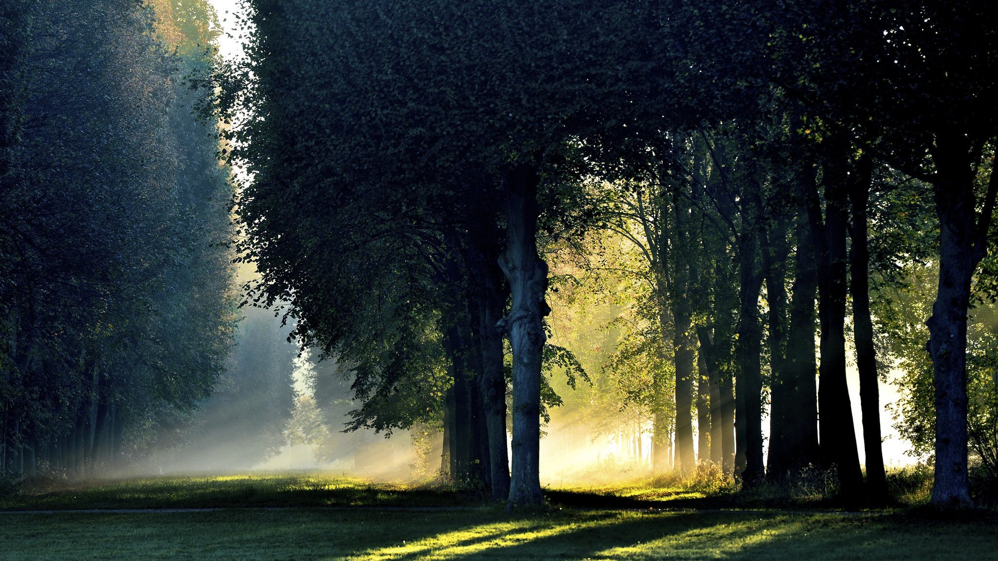 wald morgen licht nebel herbst oktober