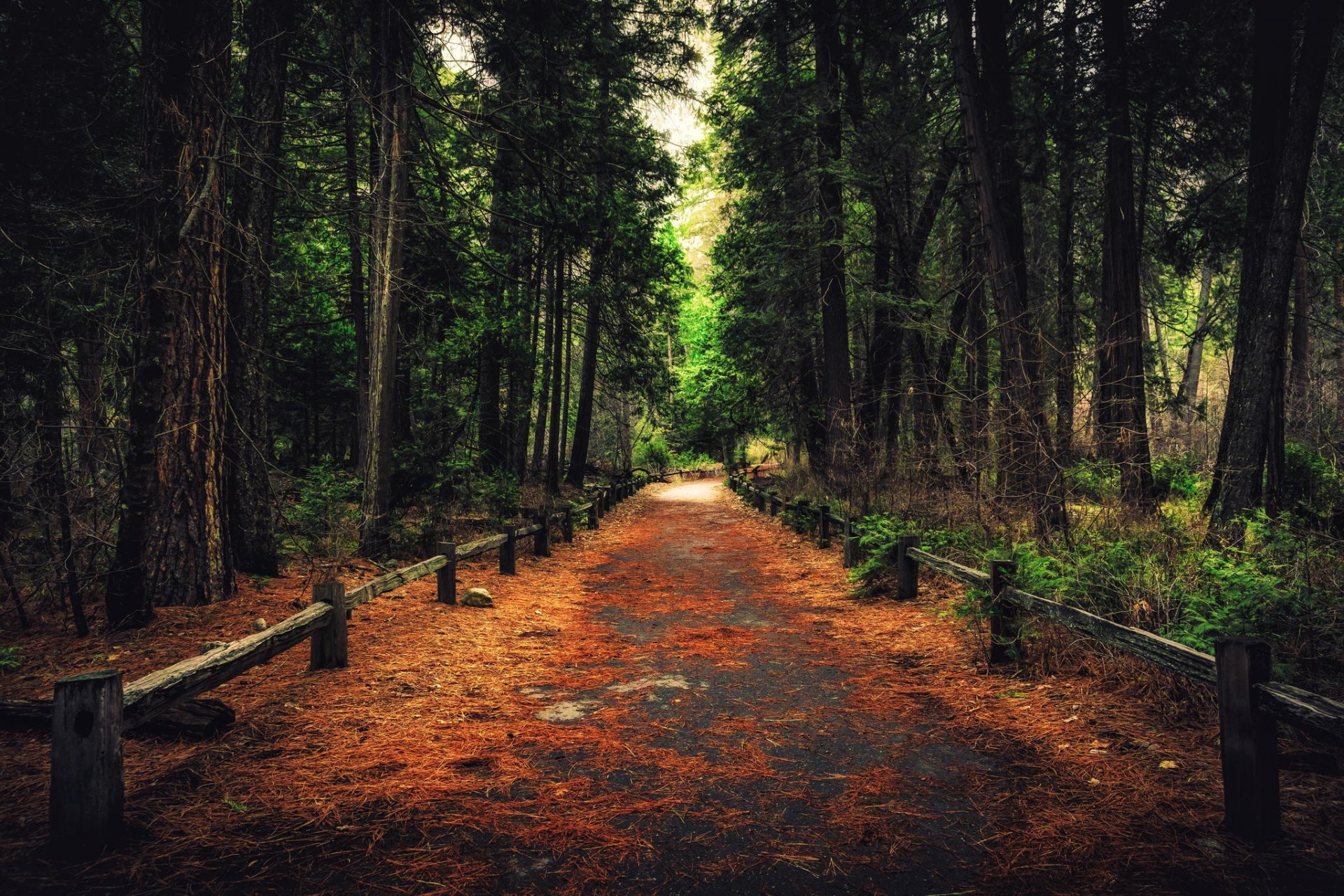 kalifornia park narodowy yosemite yosemite las ścieżka ścieżka drzewa natura