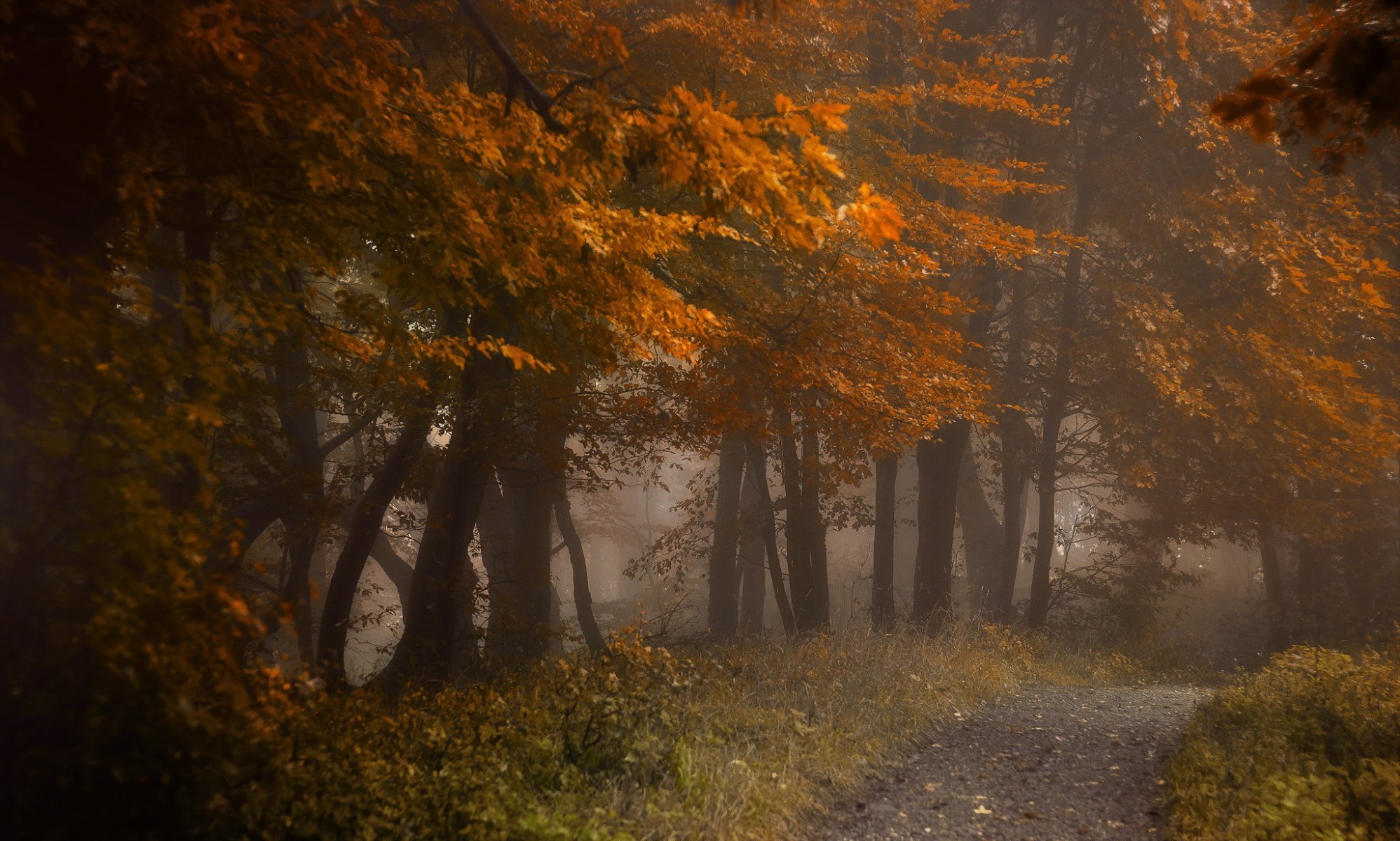 wald straße herbst natur