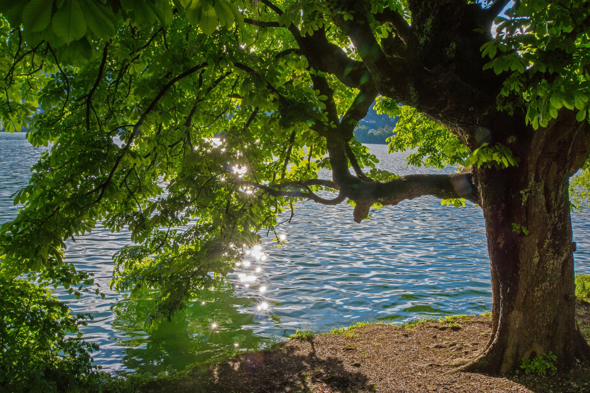 árbol río resplandor verano