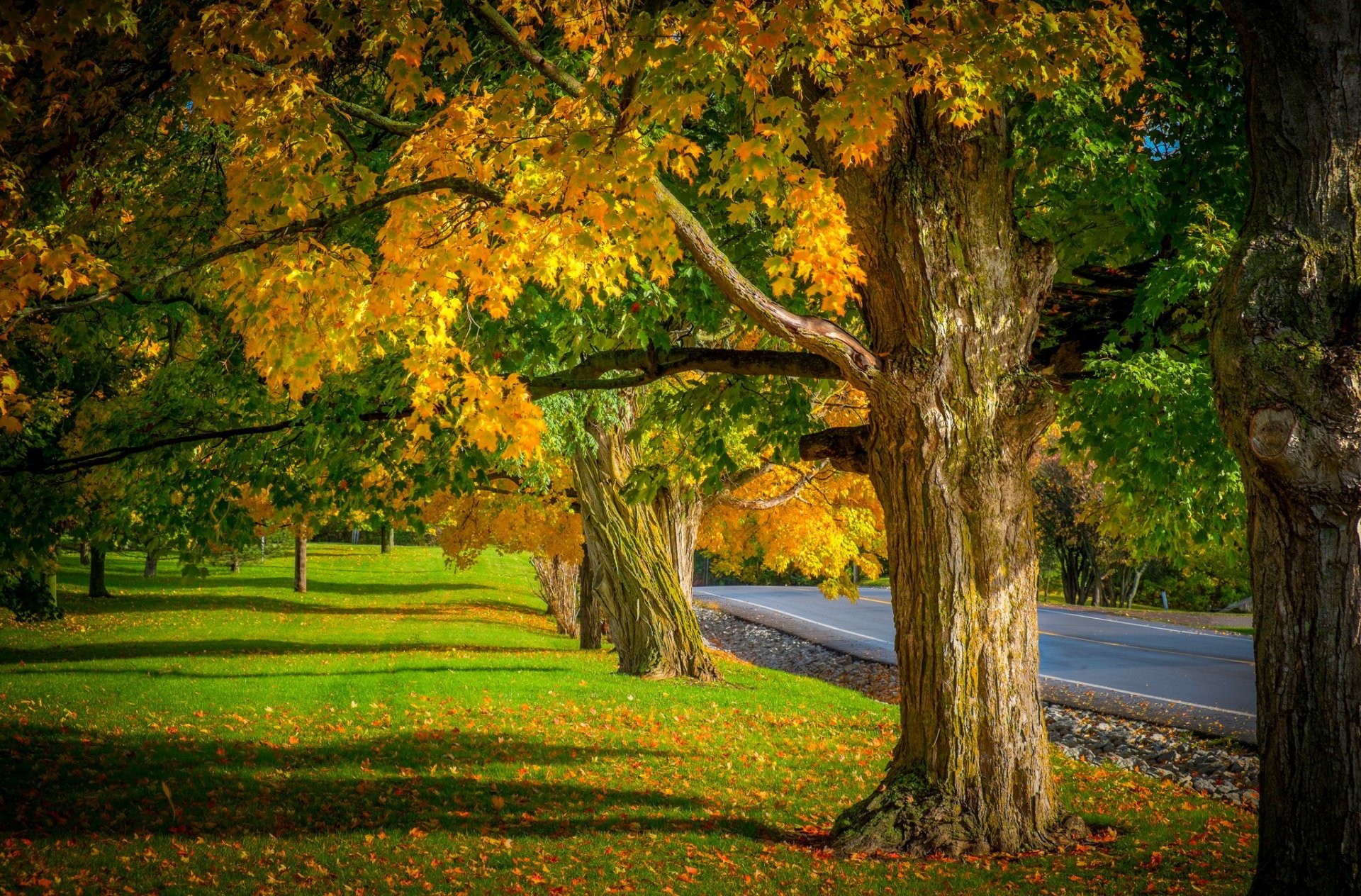 natura alberi foglie colorato strada autunno caduta colori passeggiata