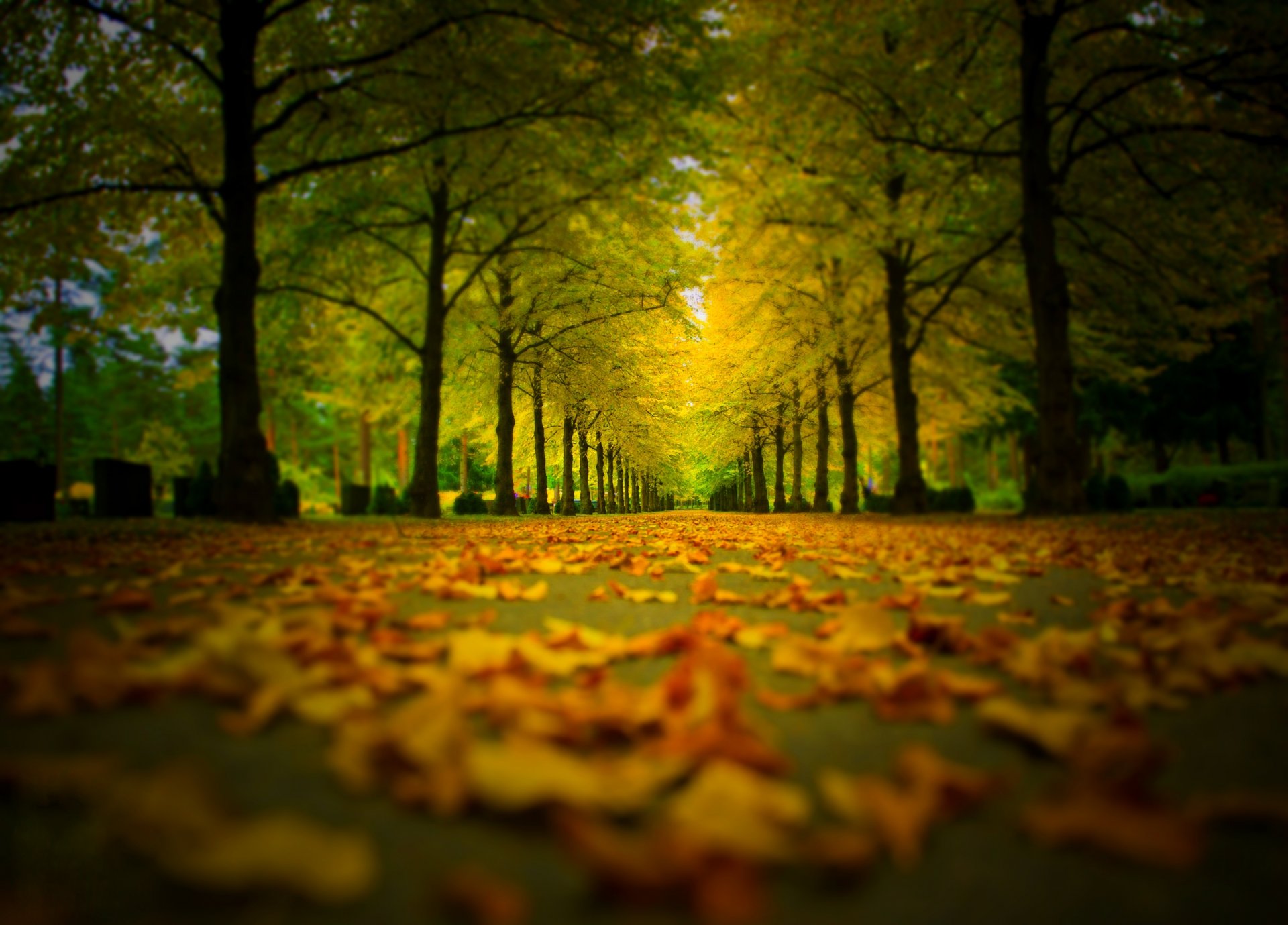 naturaleza bosque parque árboles hojas colorido camino otoño caída colores paseo