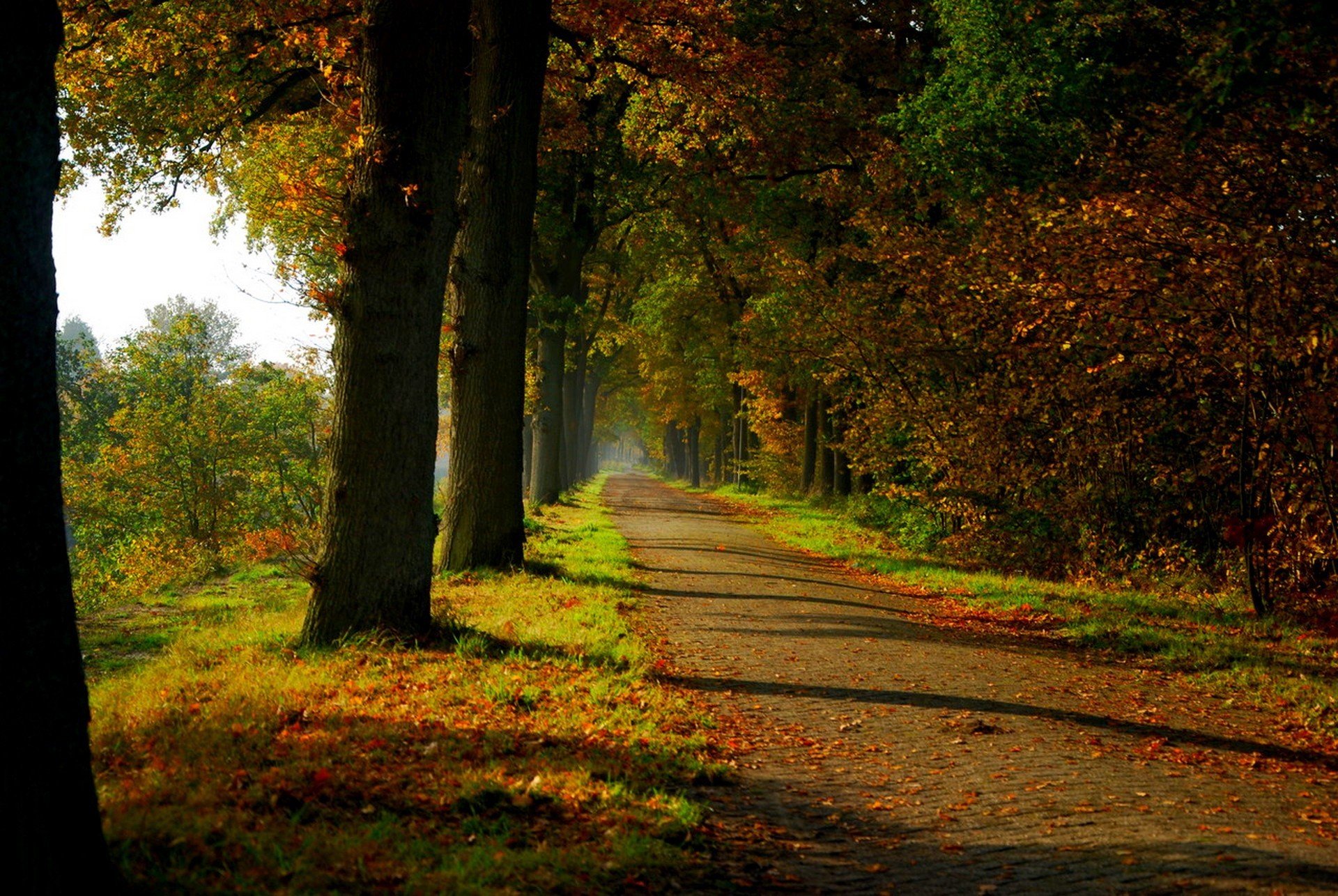 natur wald park bäume blätter bunt straße herbst herbst farben zu fuß