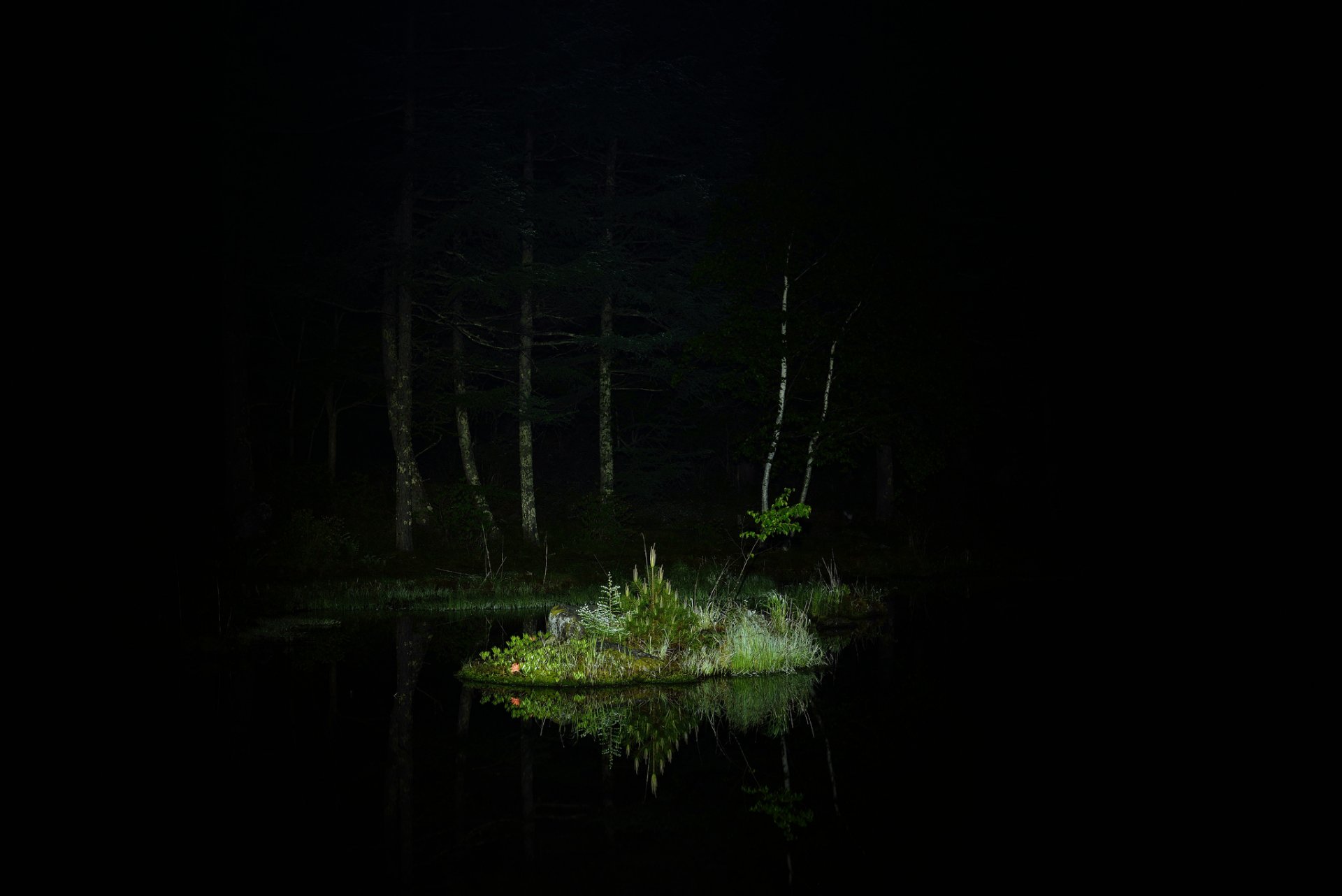 noche bosque árboles lago islote hierba iluminación reflexión