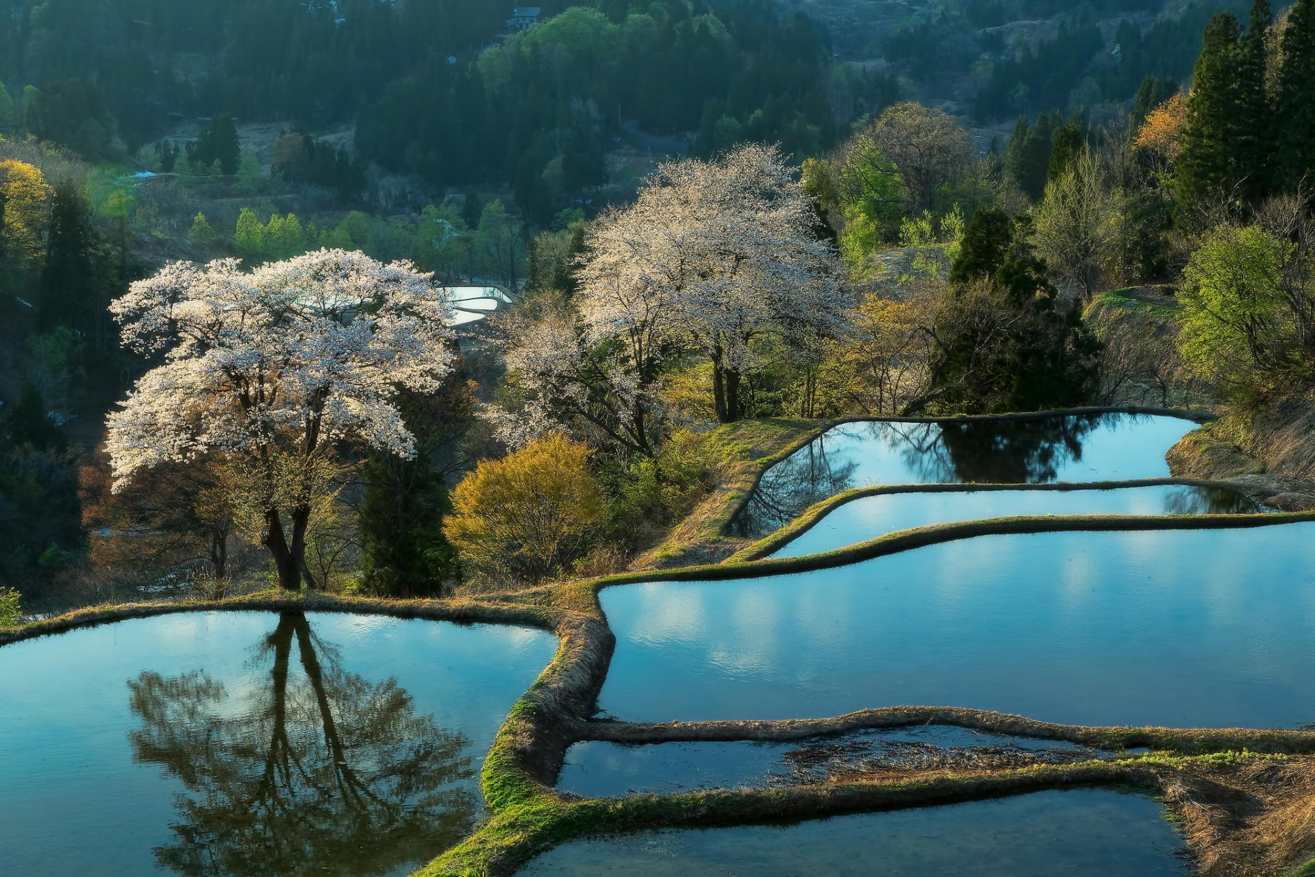 naturaleza plantaciones montañas asia