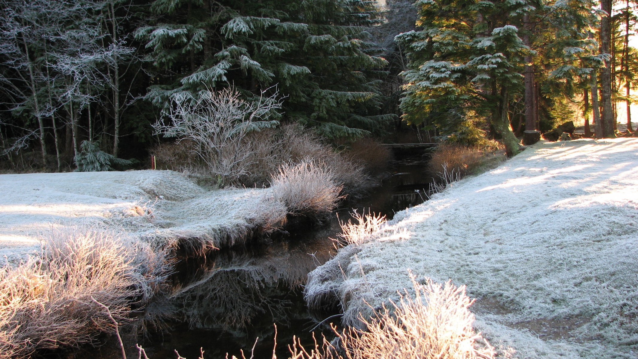 wald bach winter frost licht fichte bäume