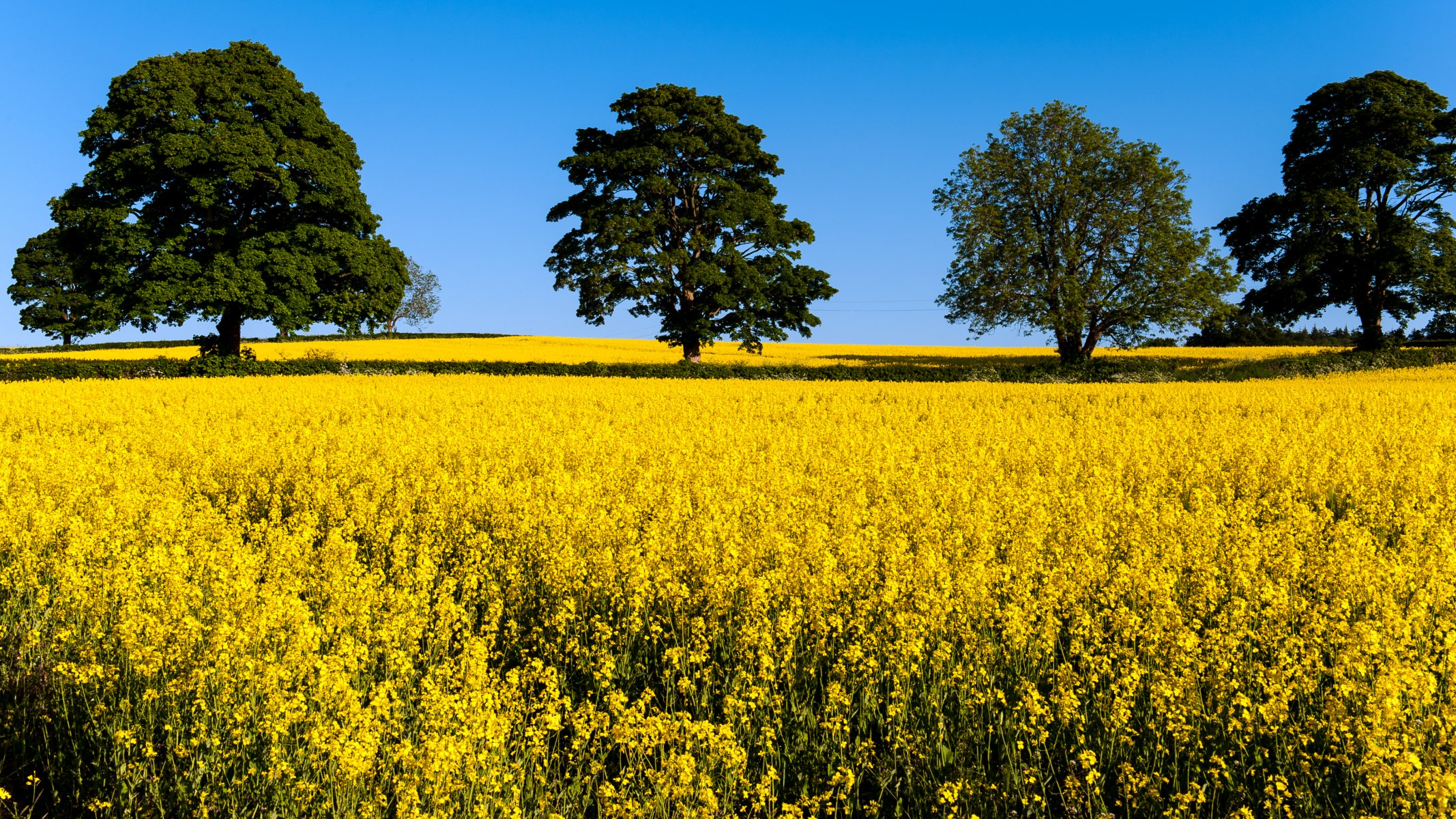 campo amarillo árboles corona flores