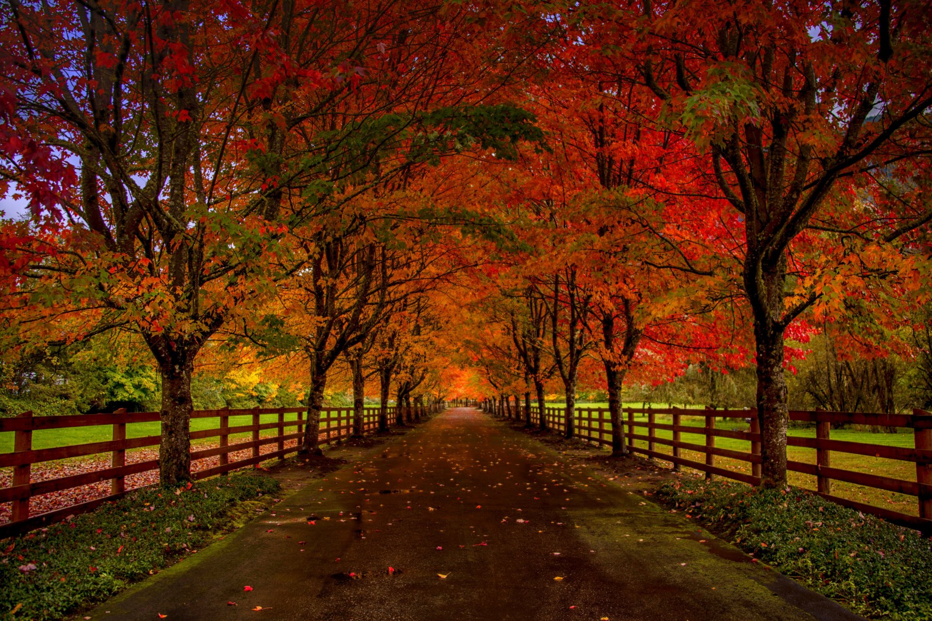 natura foresta parco alberi foglie colorato strada autunno caduta colori passeggiata