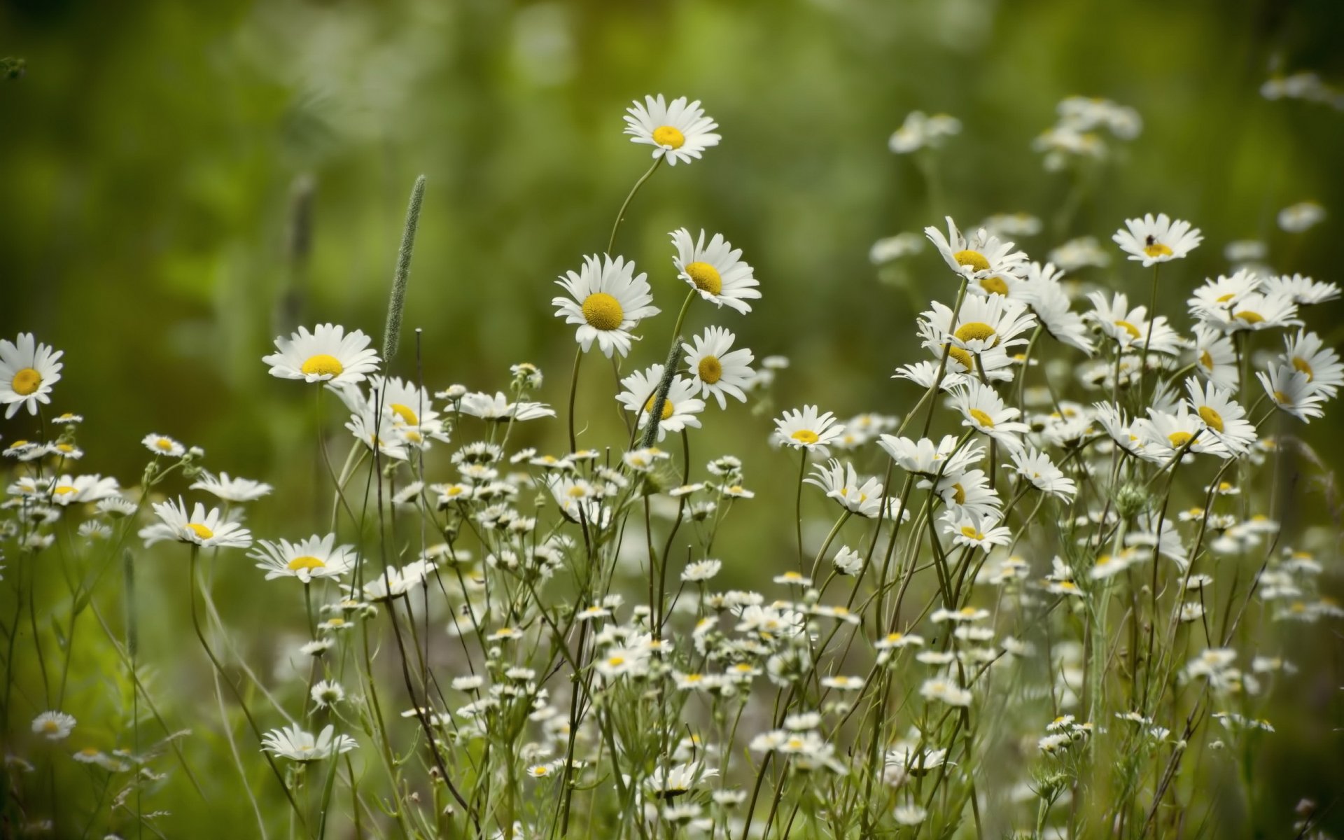 gänseblümchen sommer natur