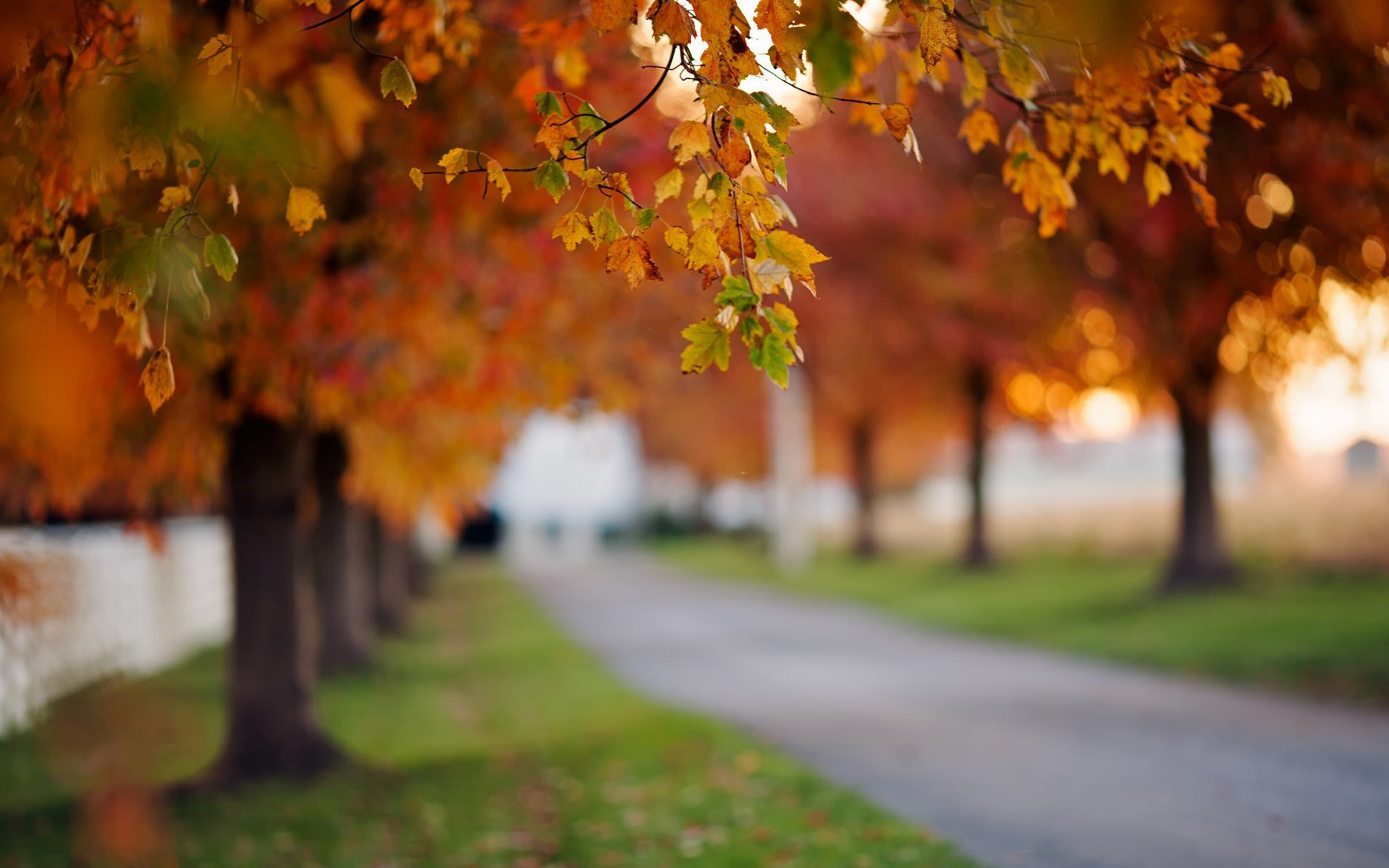 natur makro blätter blätter herbst bäume weg gras grün wiese bokeh unschärfe baum blätter schönheit hintergrund tapete widescreen vollbild widescreen