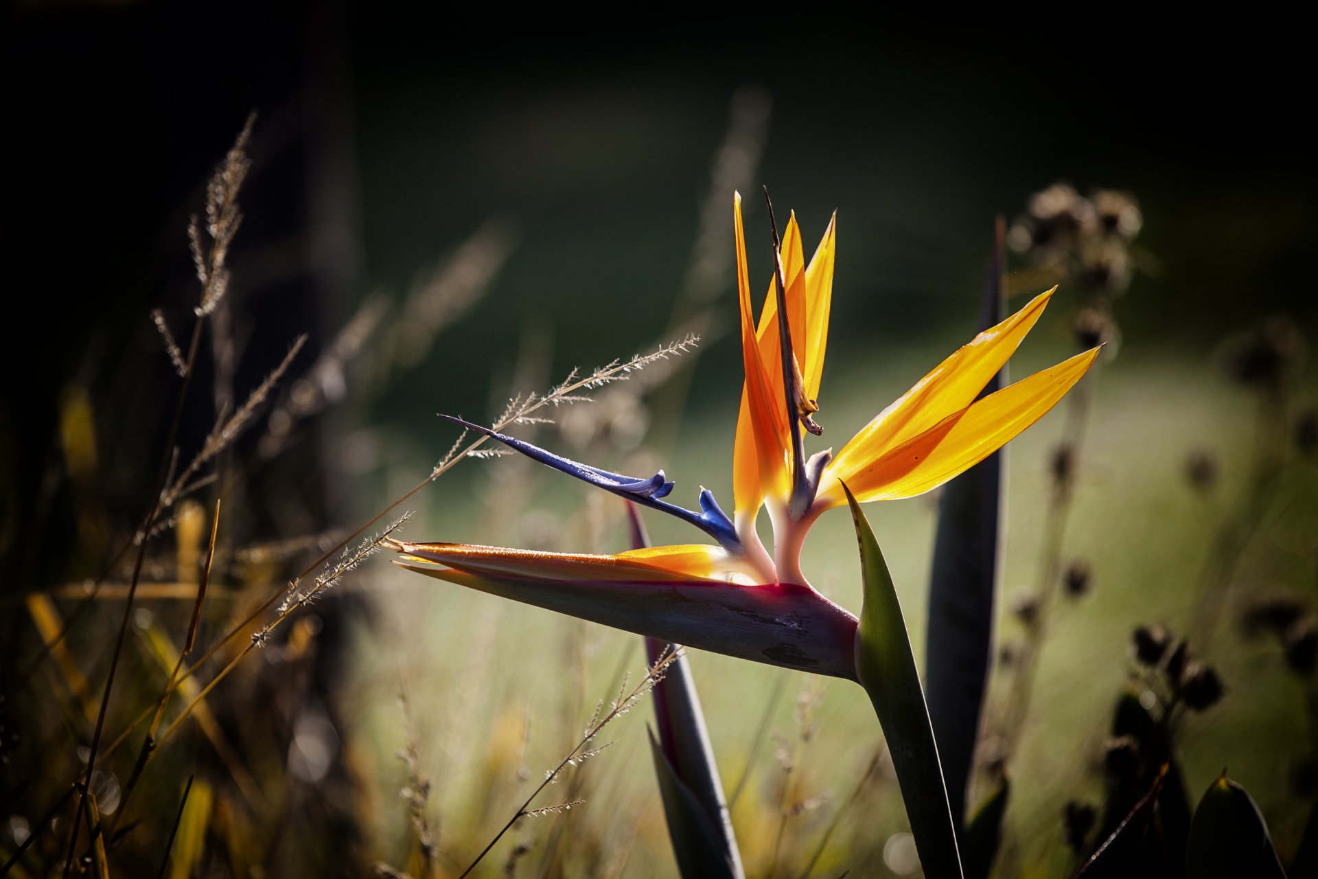 flower grass close up