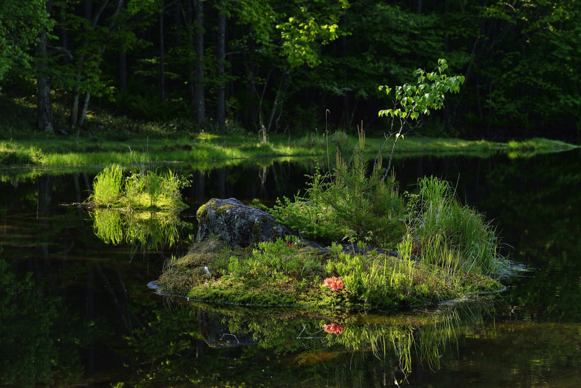 forest lake the island tree grass flower reflection