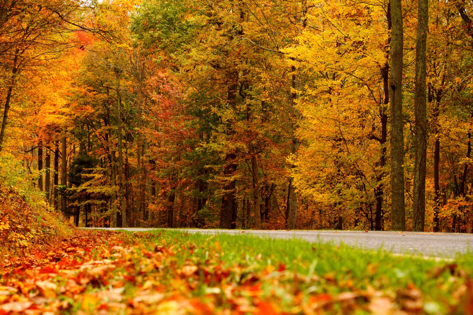 nature arbres feuilles coloré route automne automne couleurs marche