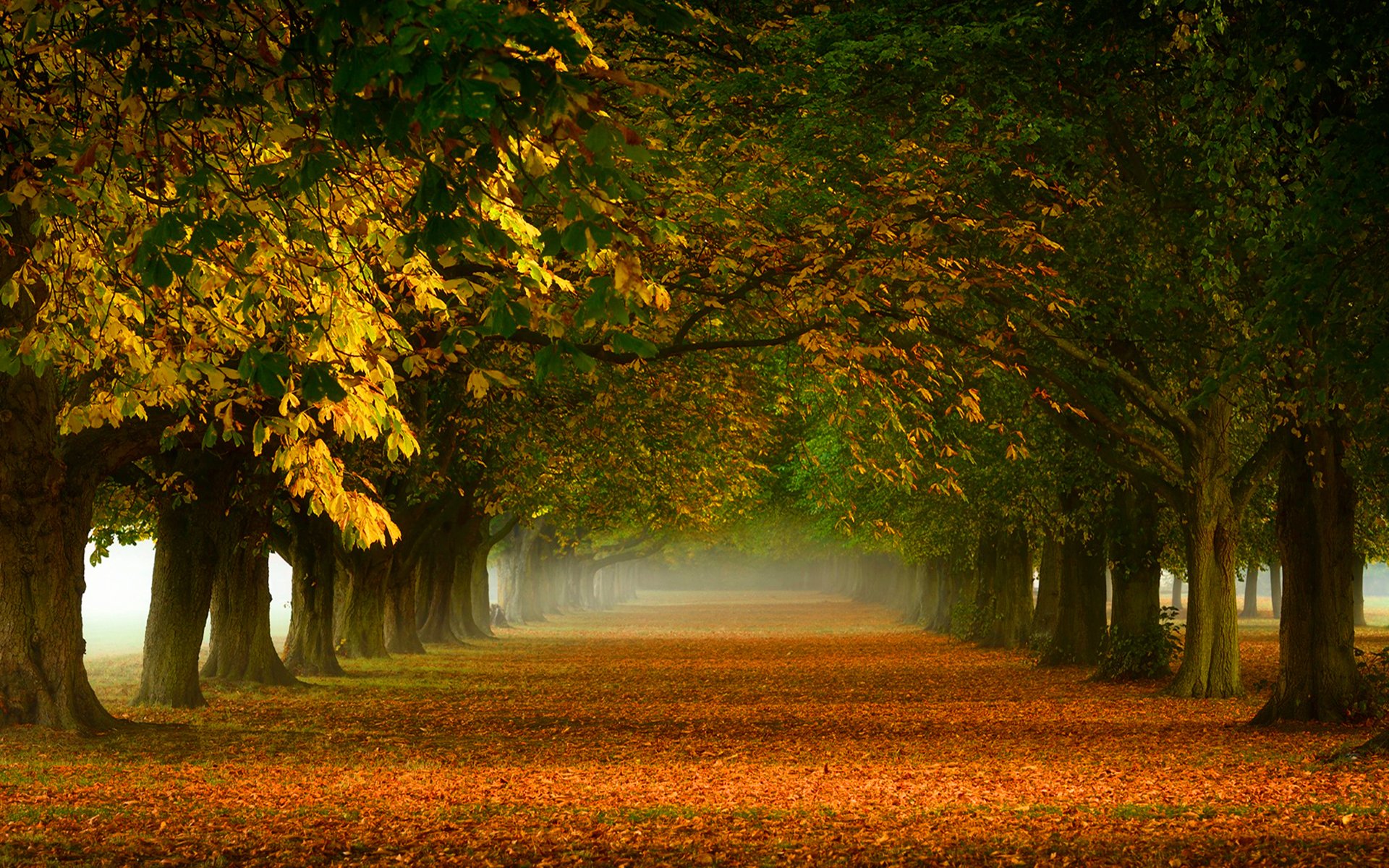 otoño dorado callejón camino árboles follaje amarillo naranja naturaleza niebla