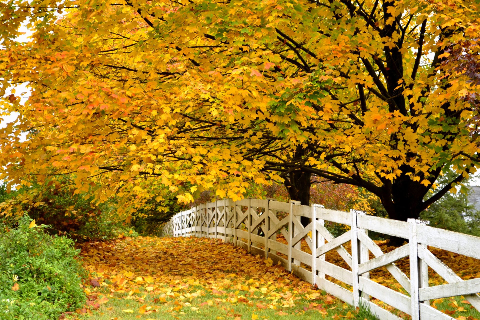 nature forêt parc arbres feuilles coloré route automne automne couleurs promenade