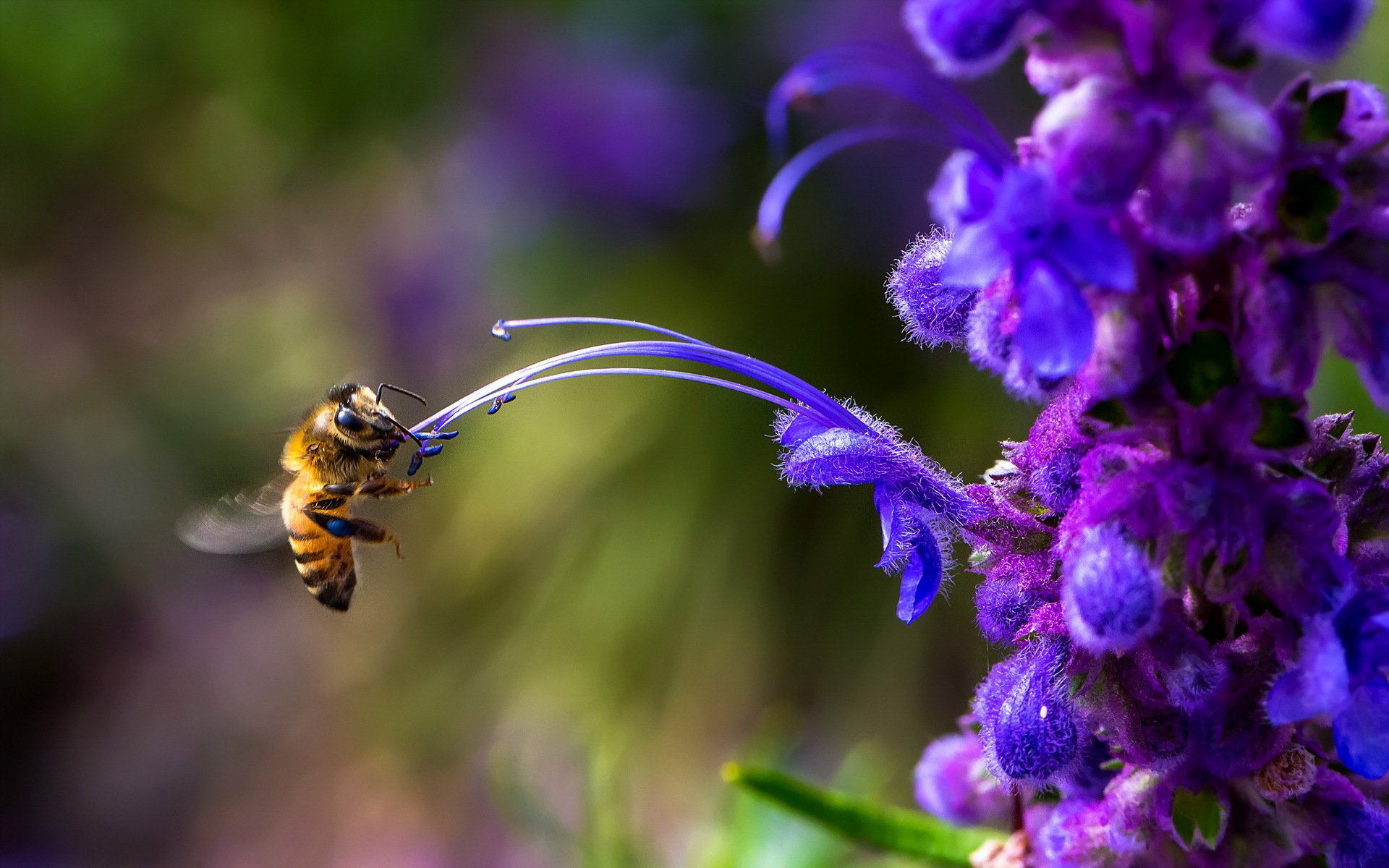 bee flower nature