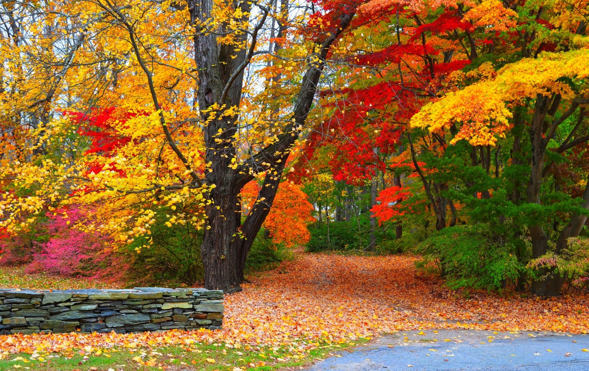 naturaleza bosque parque árboles hojas colorido camino otoño caída colores paseo