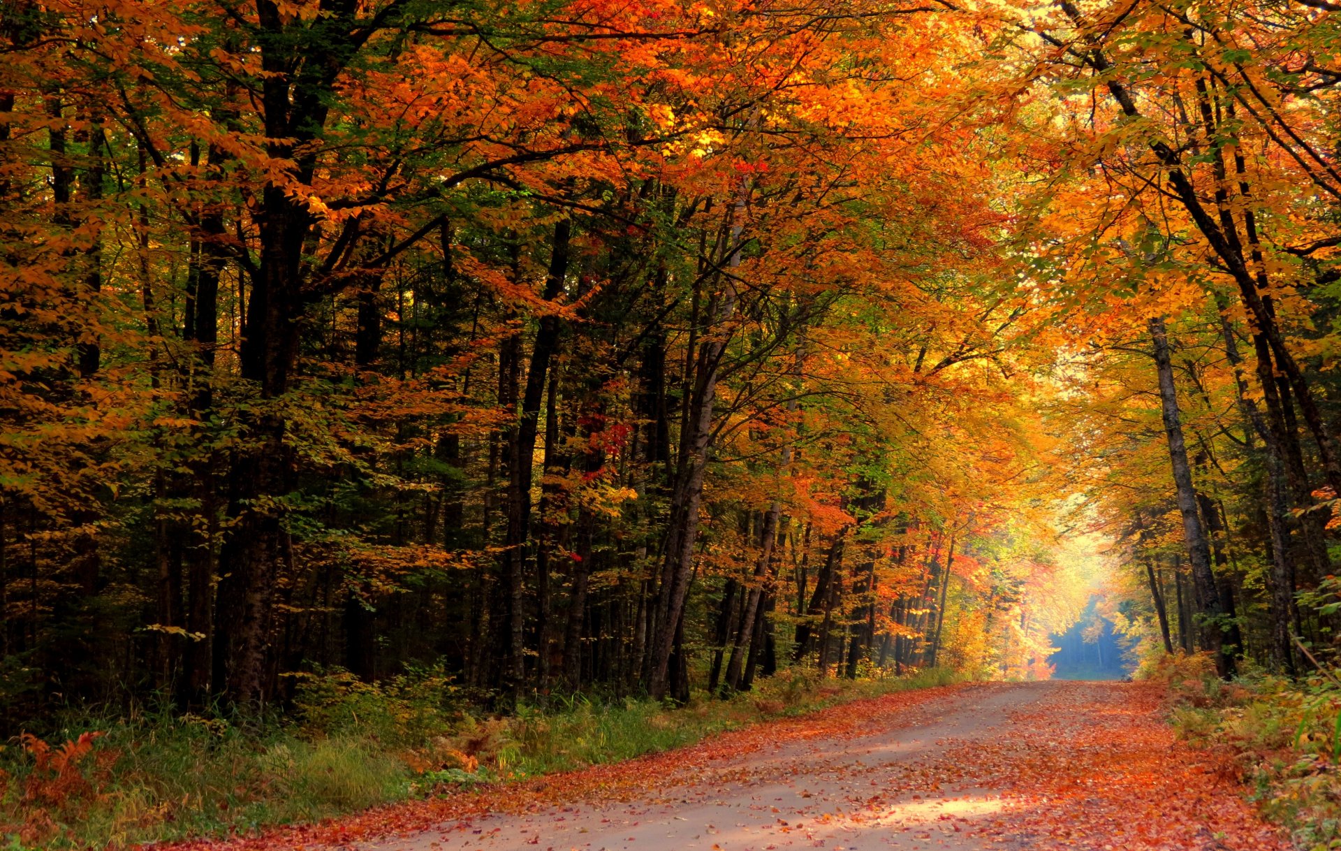 natur wald park bäume blätter bunt straße herbst herbst farben zu fuß