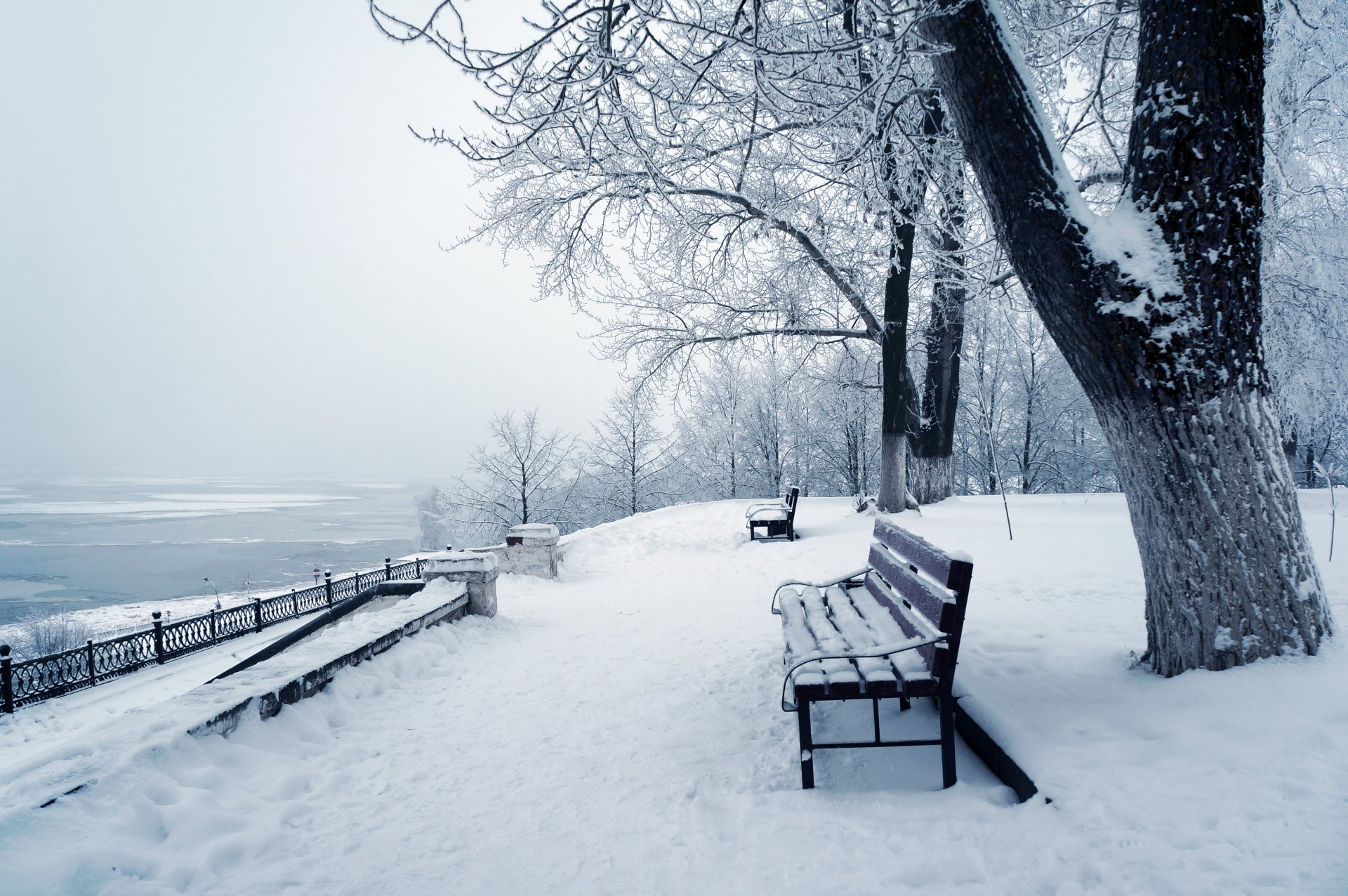 zima natura śnieg drzewo zima drzewa park