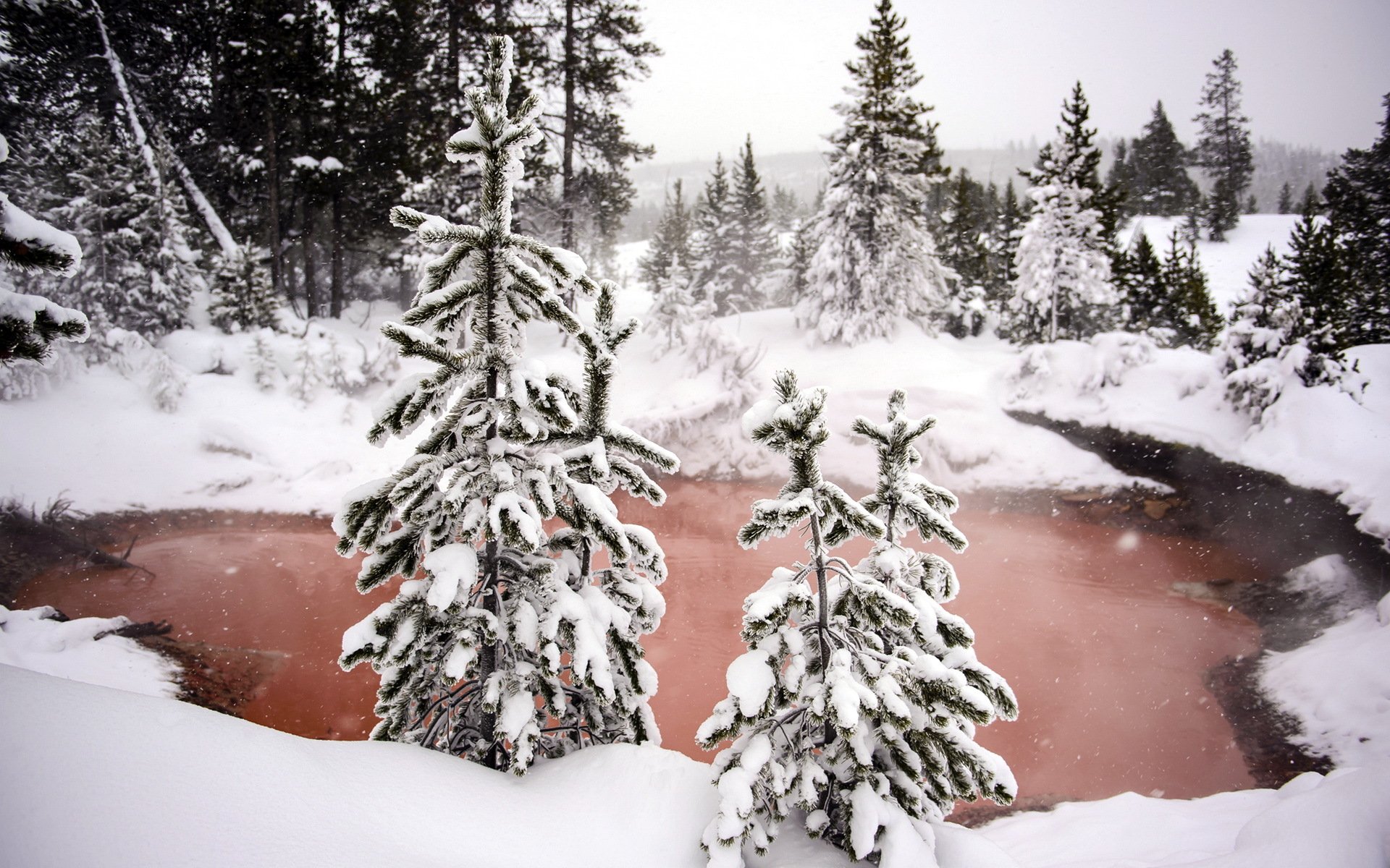 hiver forêt neige nature