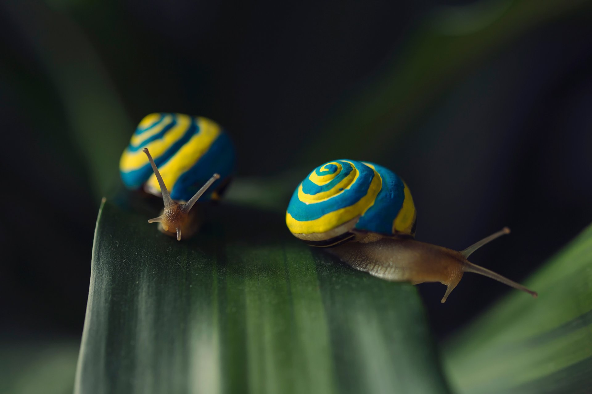 escargot macro feuille