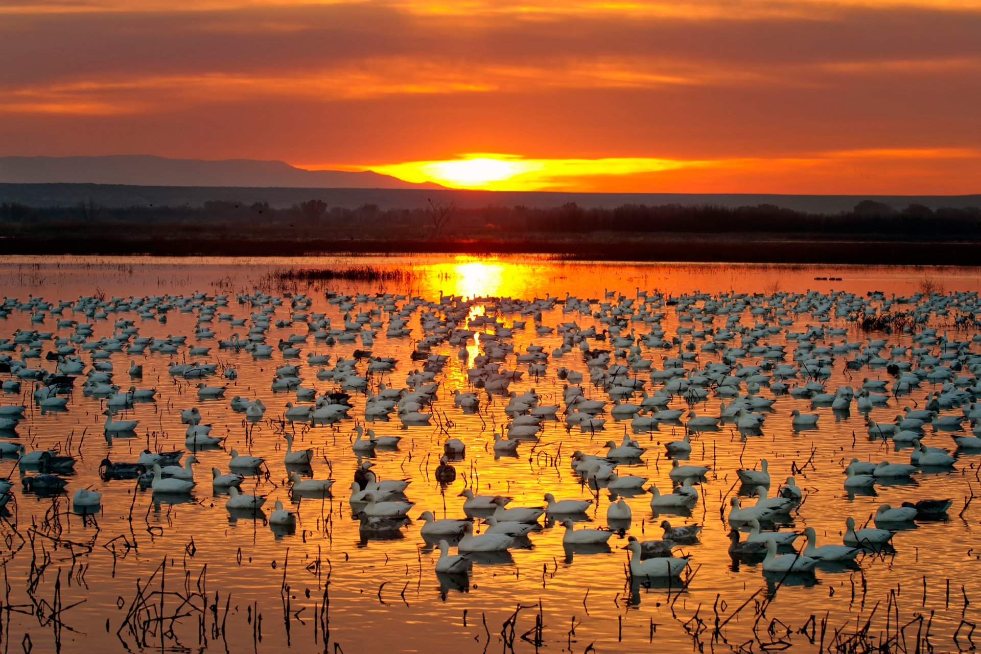 oies d or rivière coucher de soleil oies