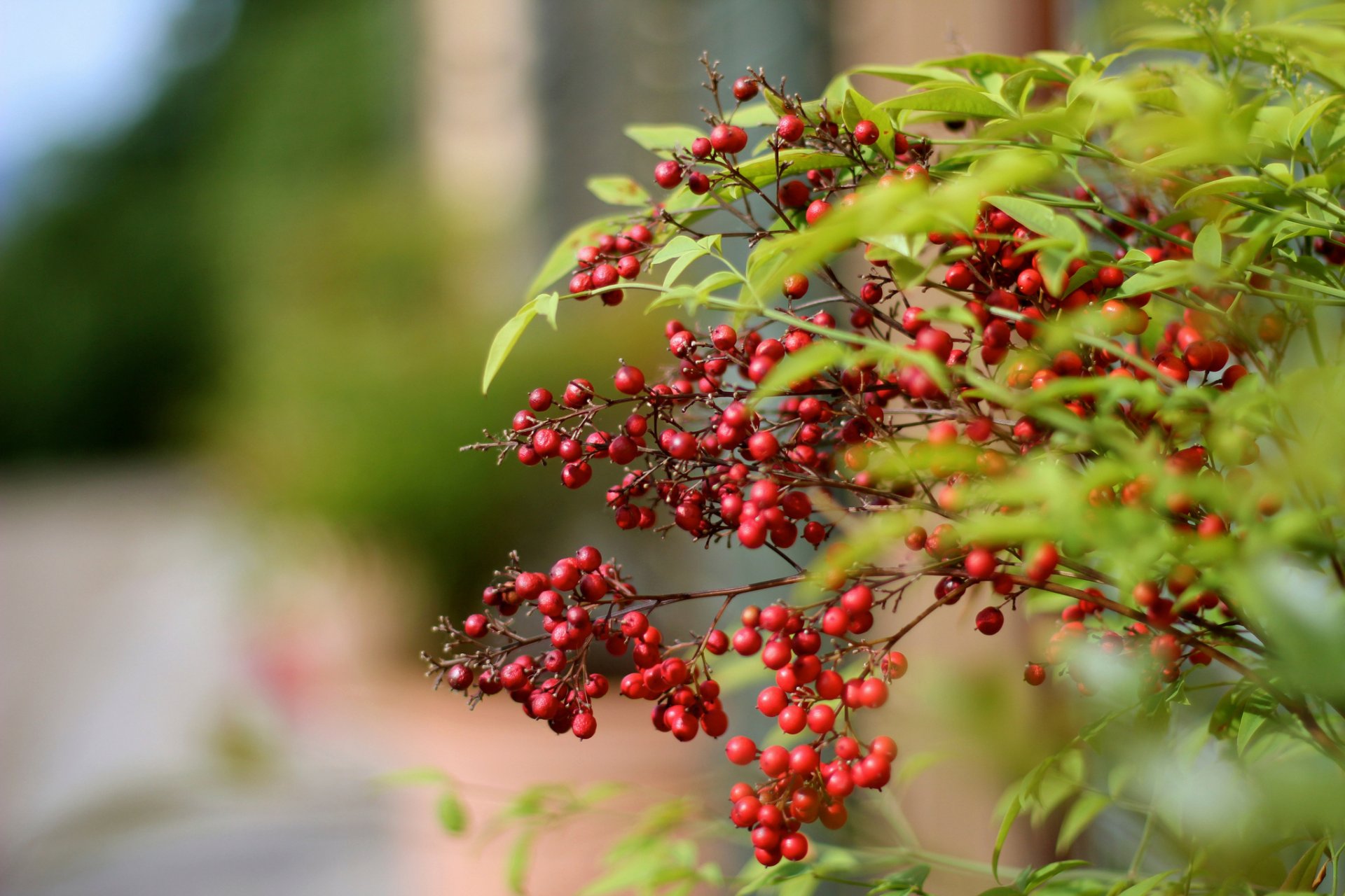 bacche rosse ramo bokeh