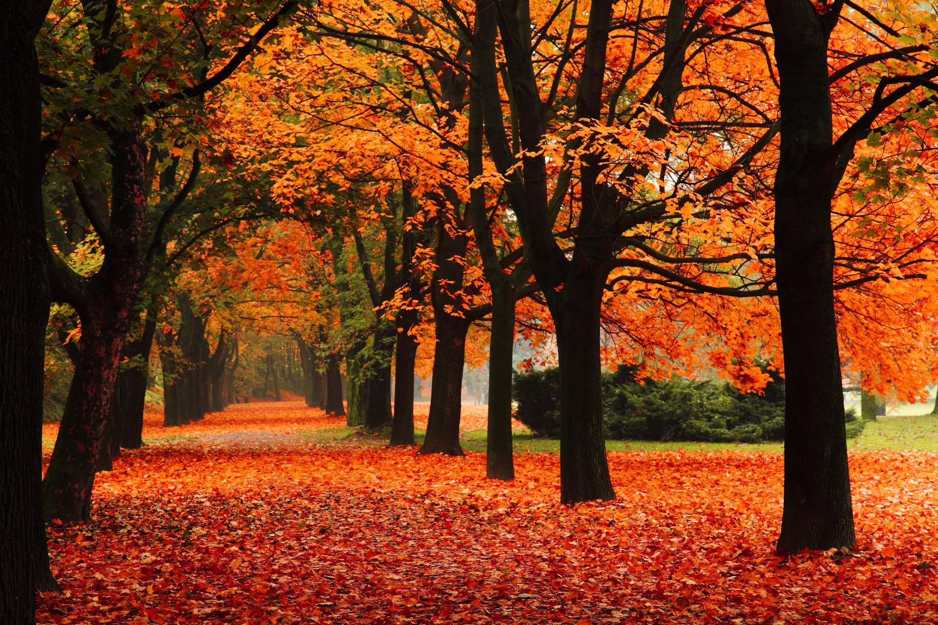 natura parco alea alberi autunno caduta delle foglie foglie parco della natura vicolo caduta