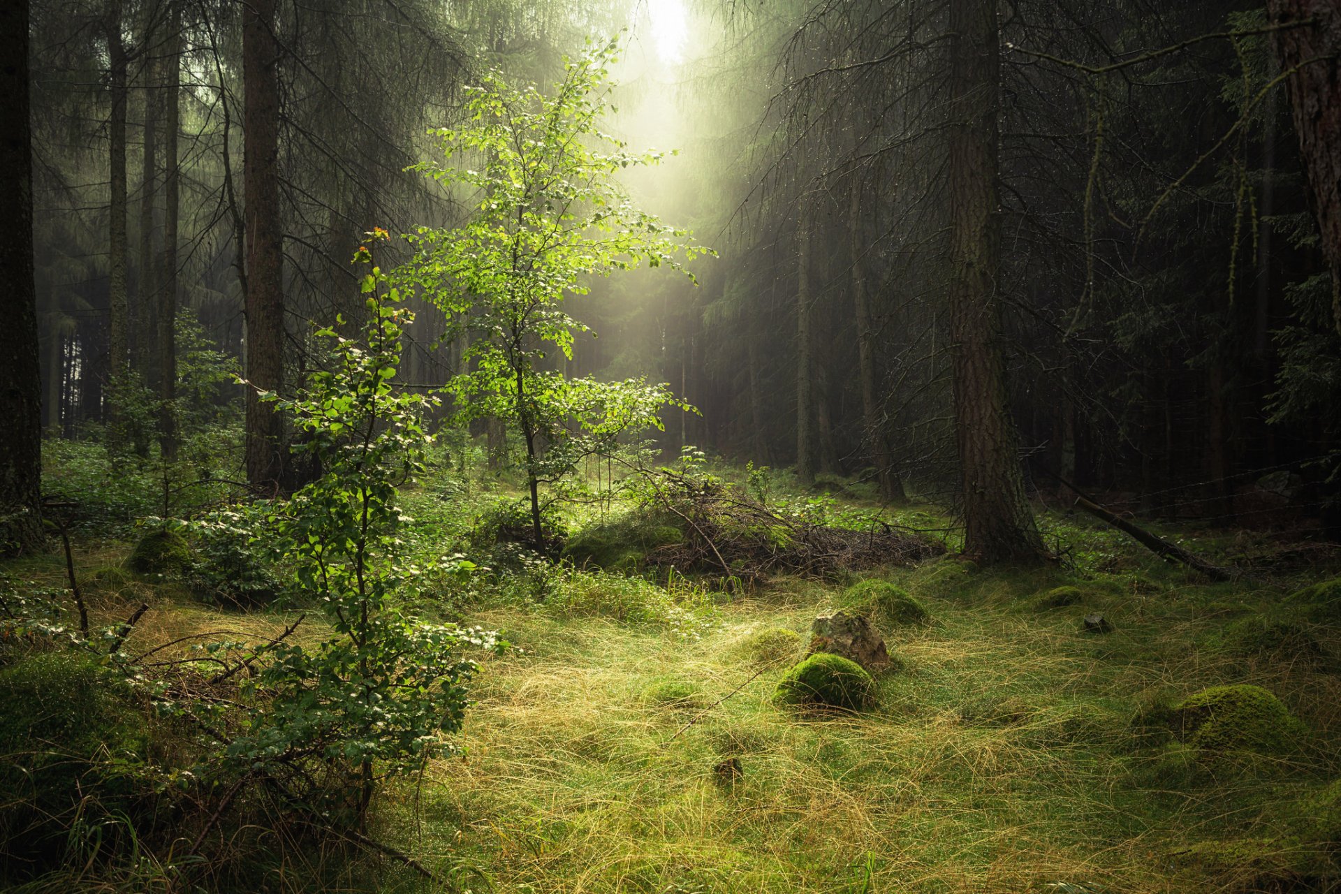 nature forêt matin rosée brume