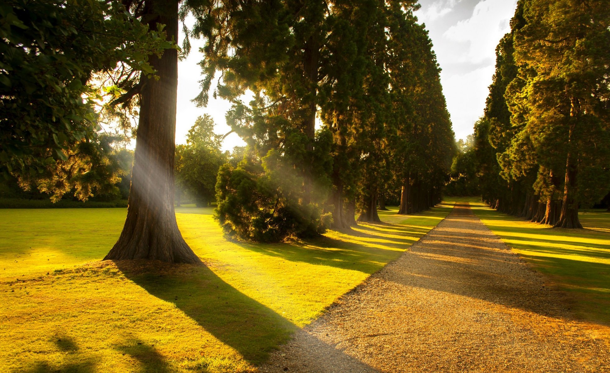 park alley trees forest walk nature view view