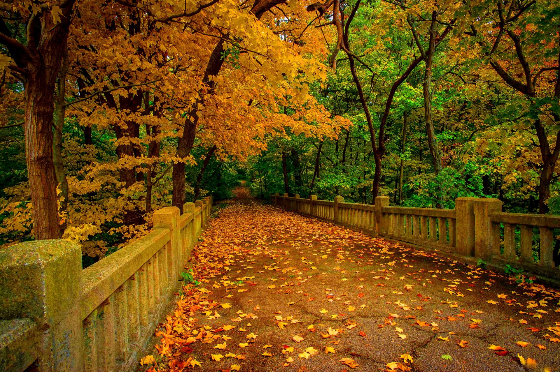 naturaleza río bosque parque árboles hojas colorido otoño caída colores paseo montañas