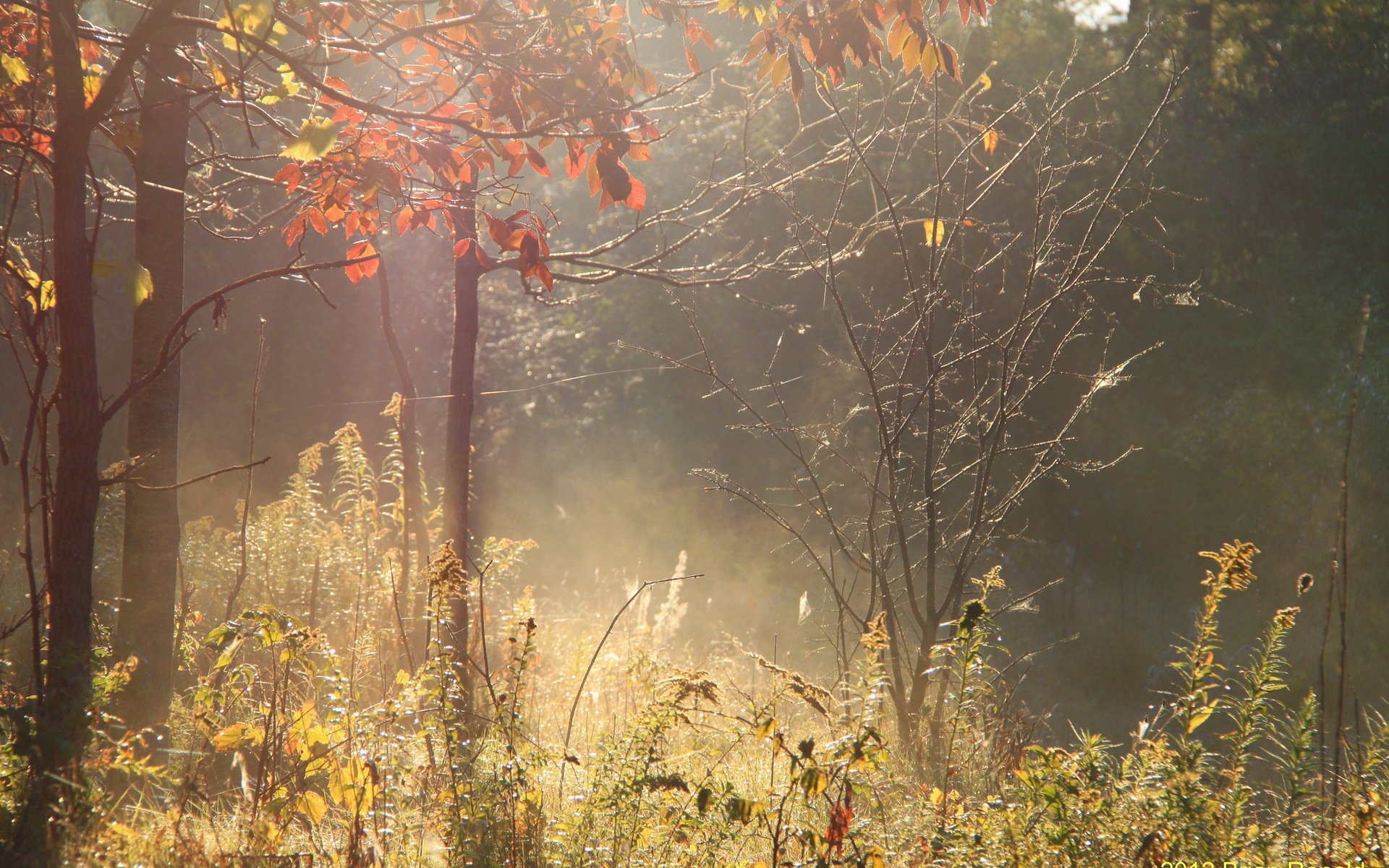 foresta autunno luce natura