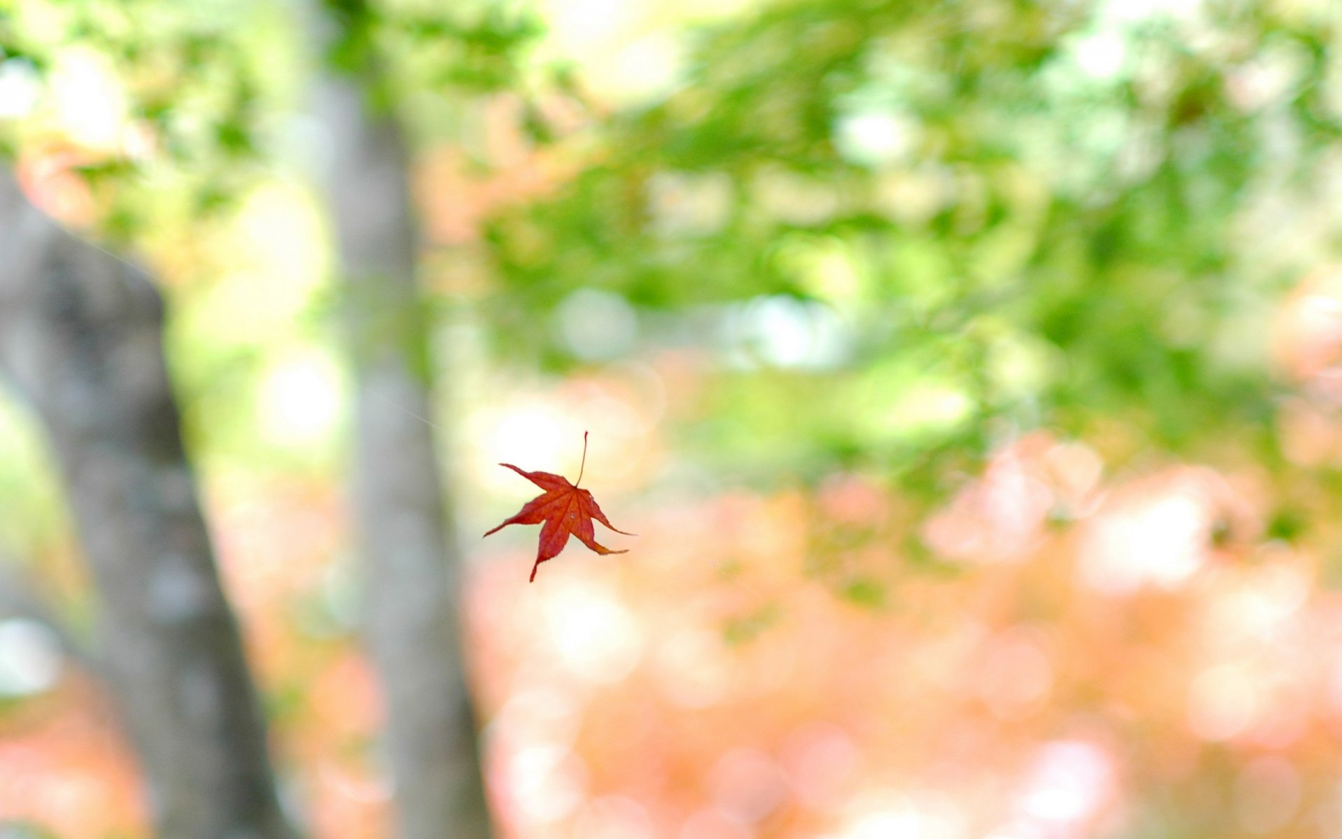 feuille lumière fond nature