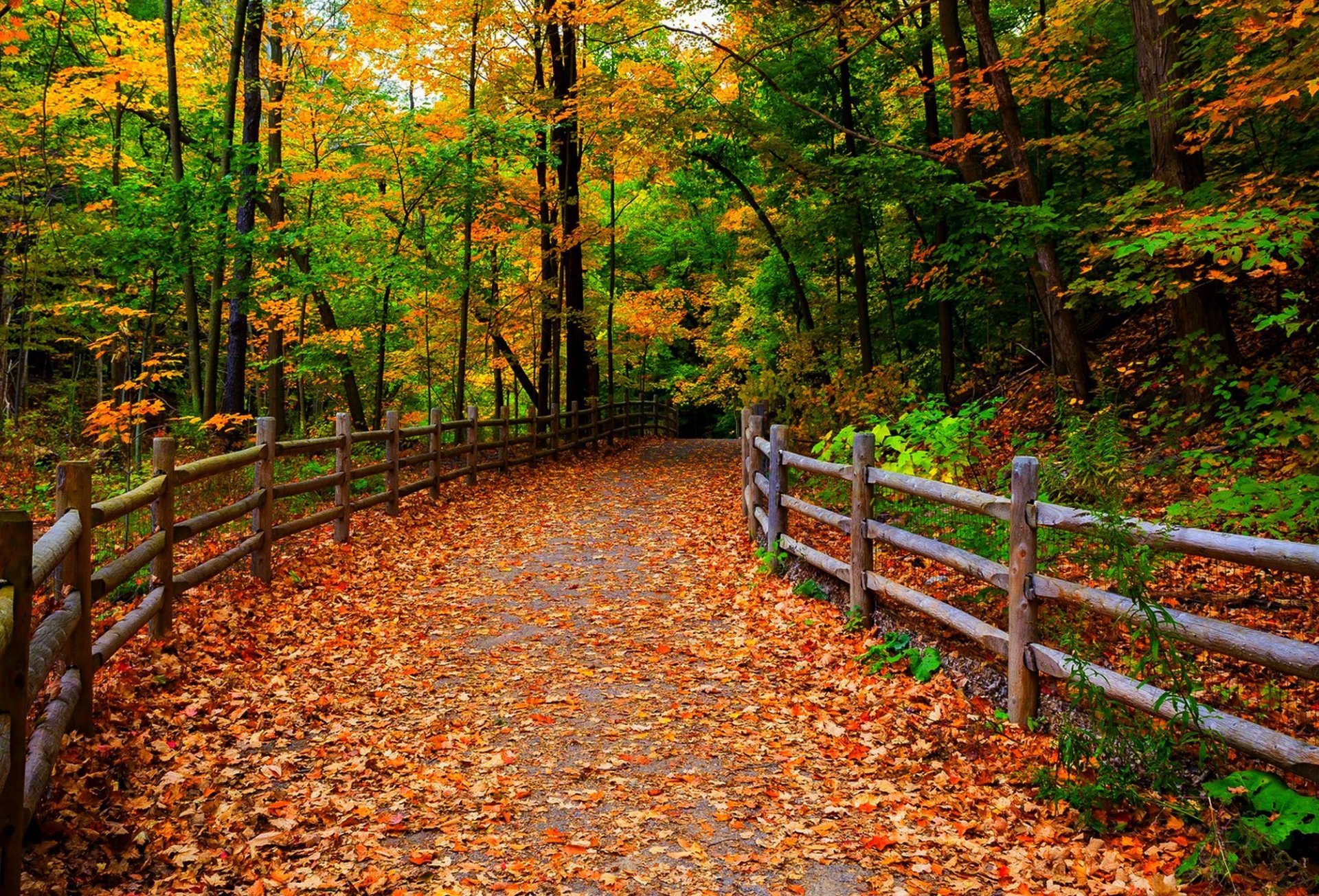 nature forest park trees leaves colorful road autumn fall colors walk