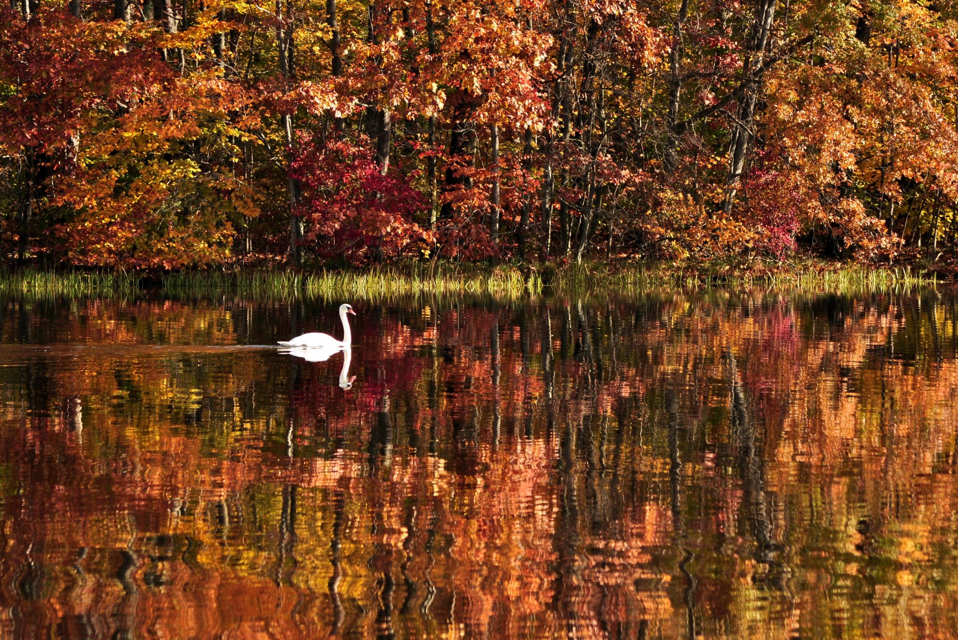 nature paysage forêt automne arbres eau lac