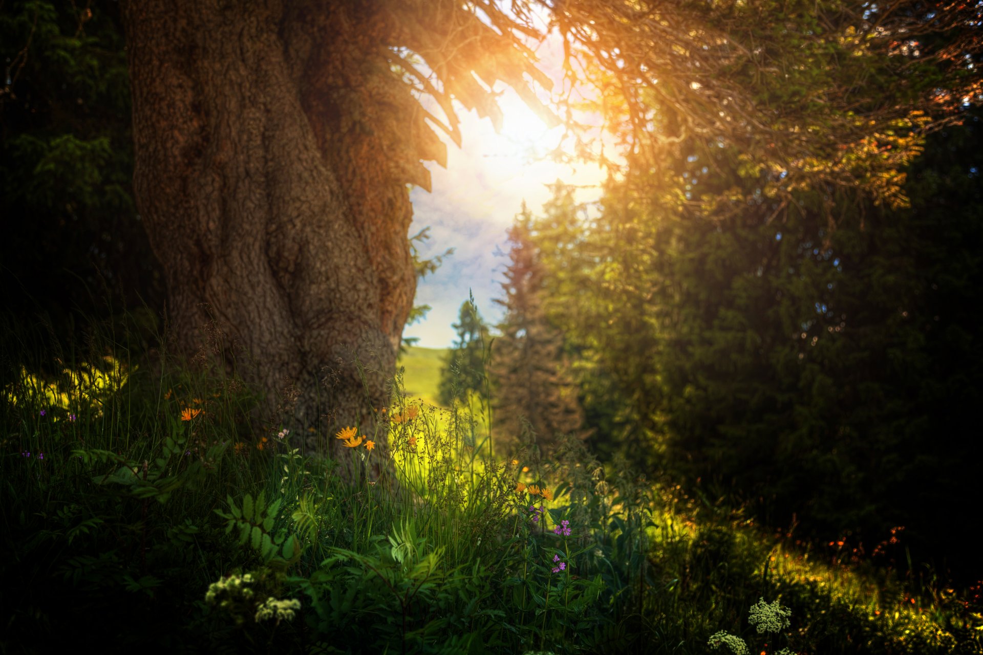 sommer baum gras blumen verarbeitung