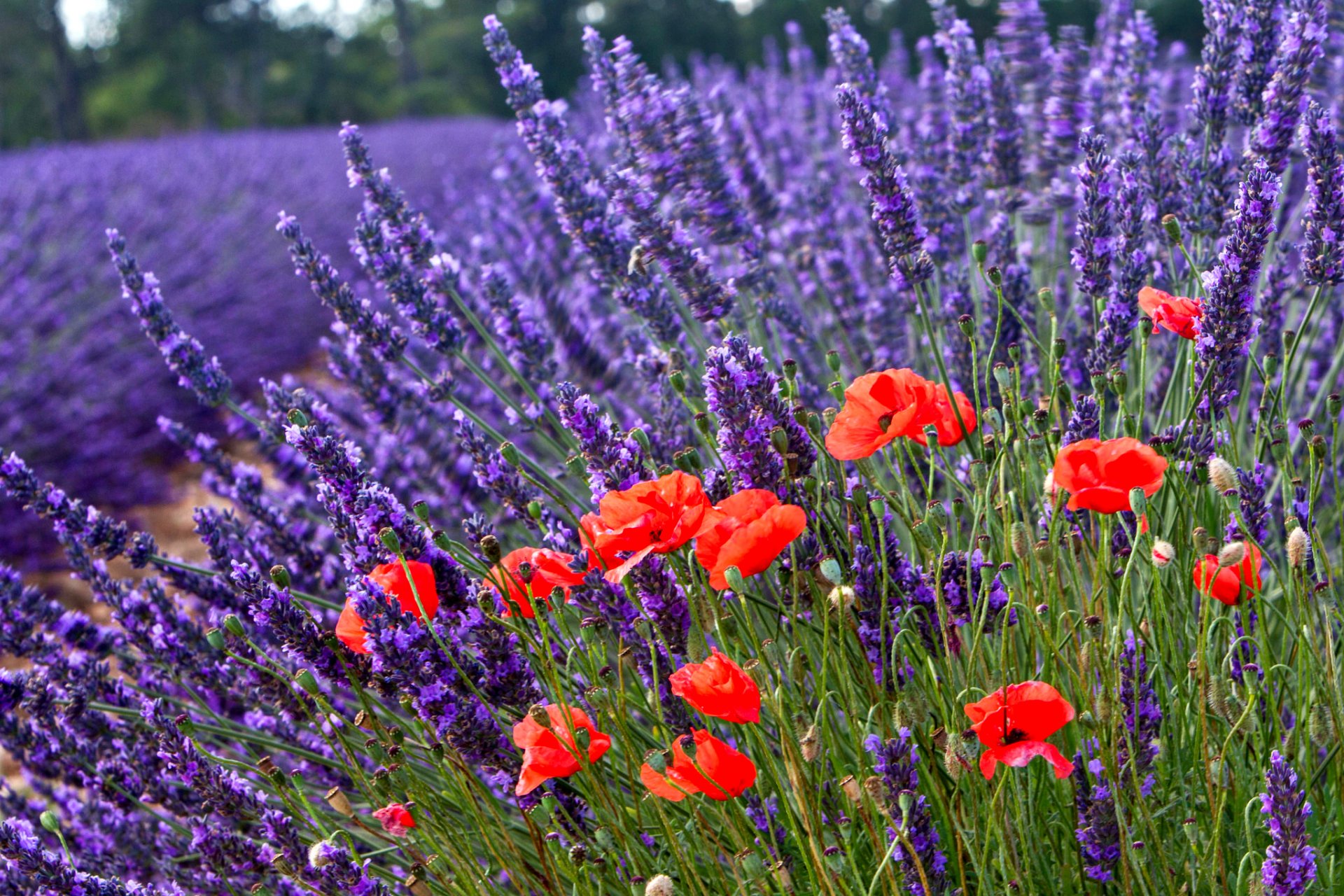 nature flower poppies lavender bokeh