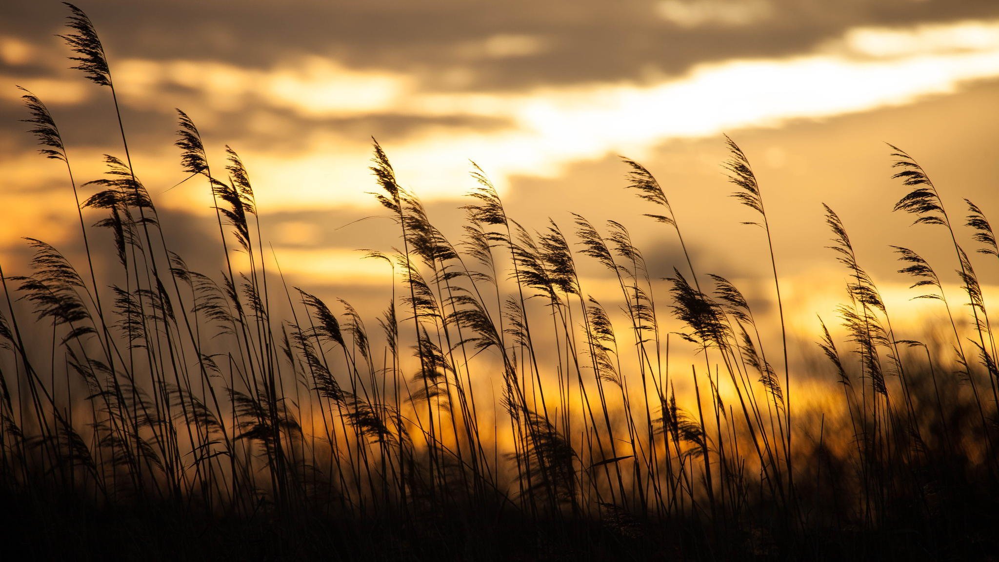 amanecer hierba bokeh