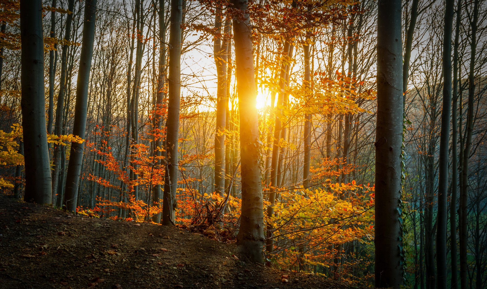 foresta alberi autunno foglie giallo raggi di sole