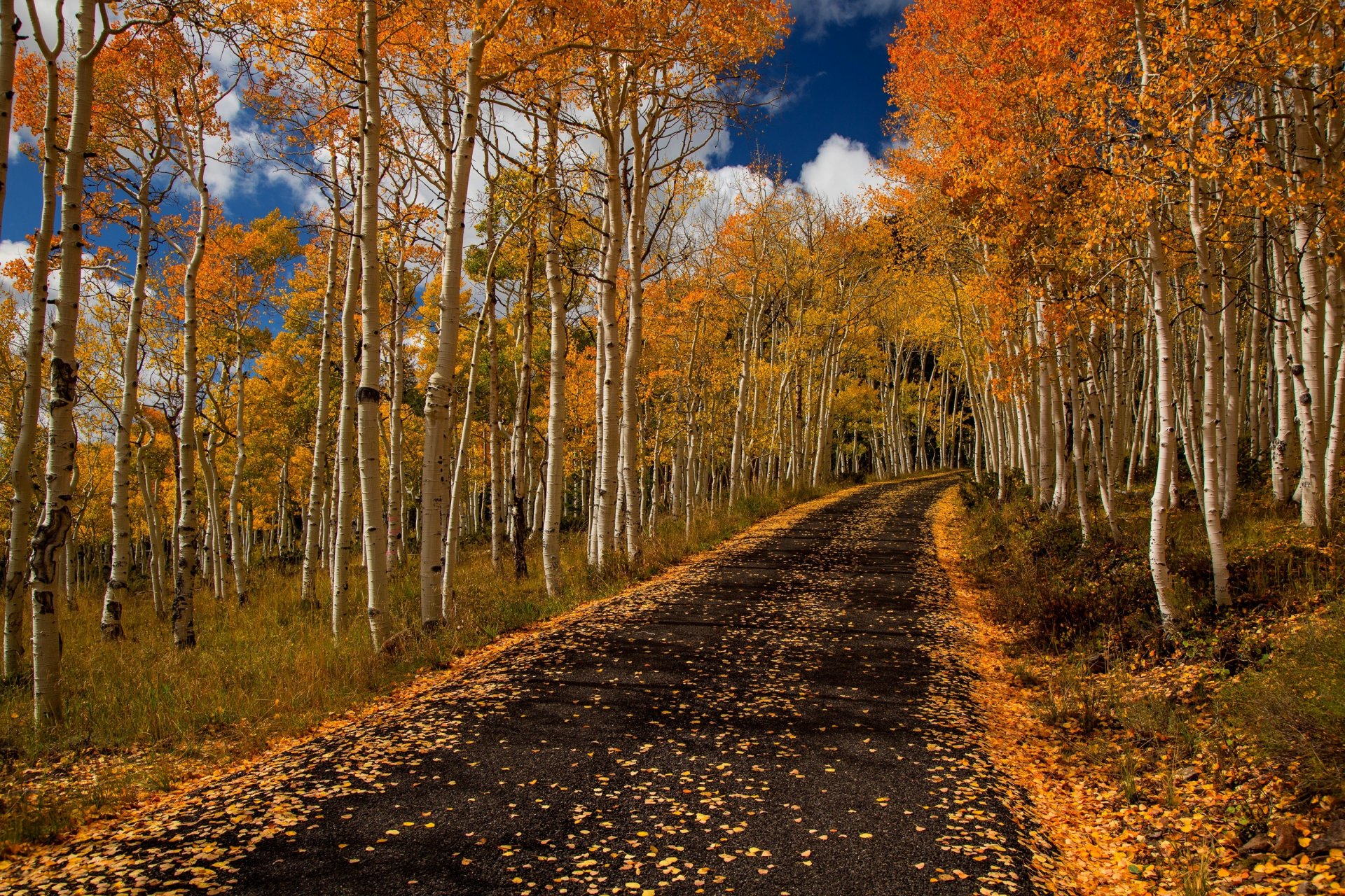 nature forest park trees leaves colorful road autumn fall colors walk