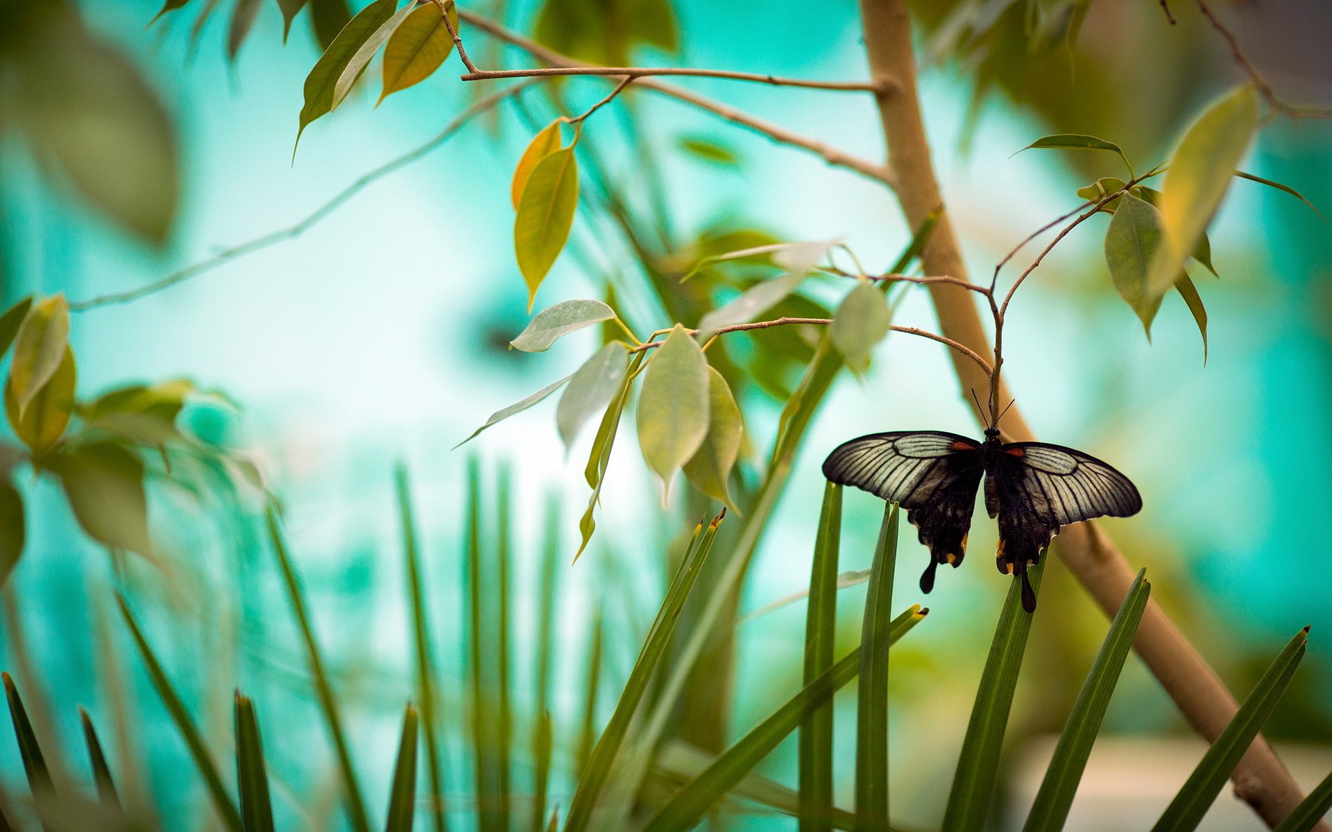 schmetterling zweige natur