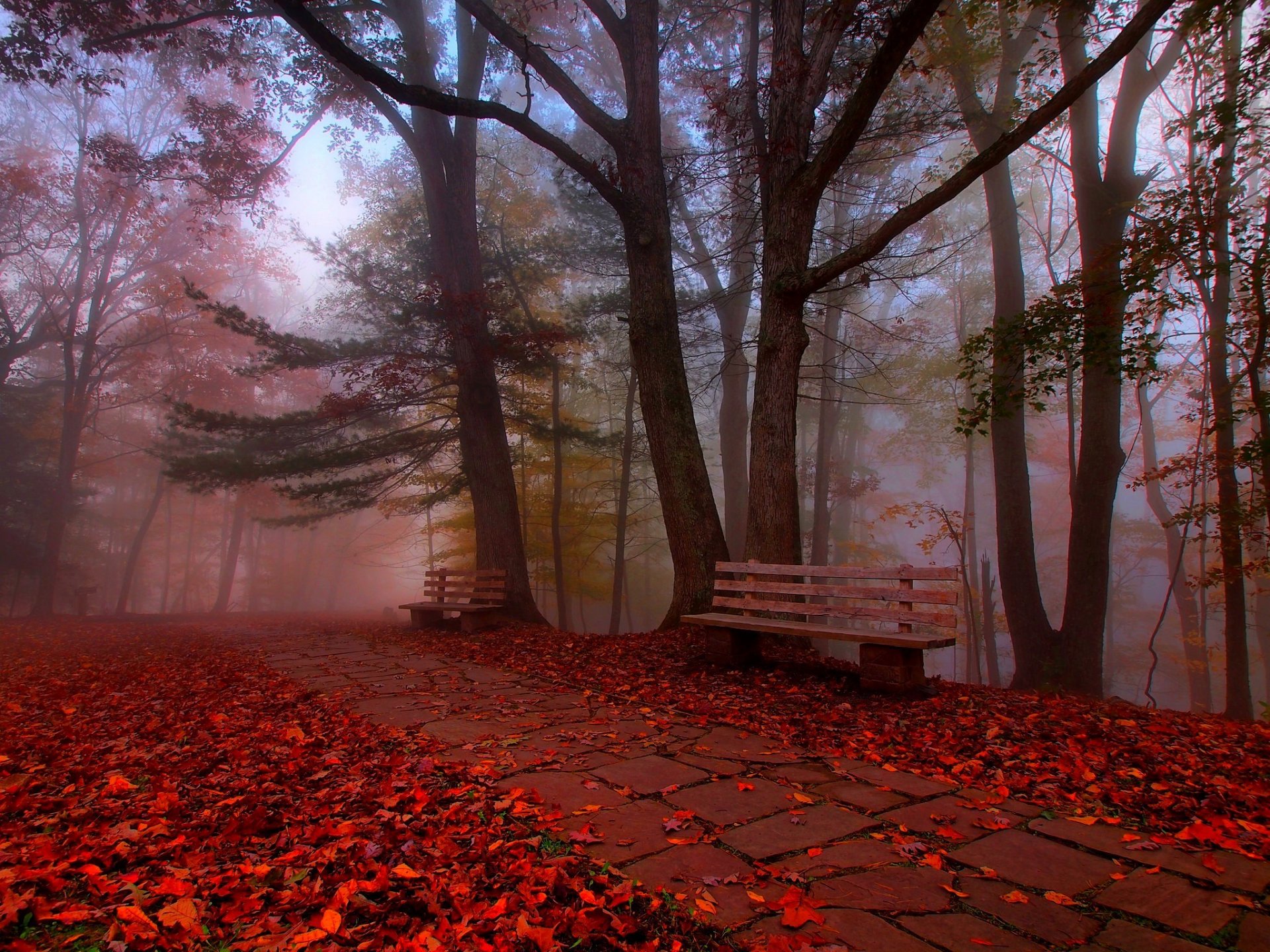 blätter bäume park gras straße farben herbst zu fuß hdr natur bank bank