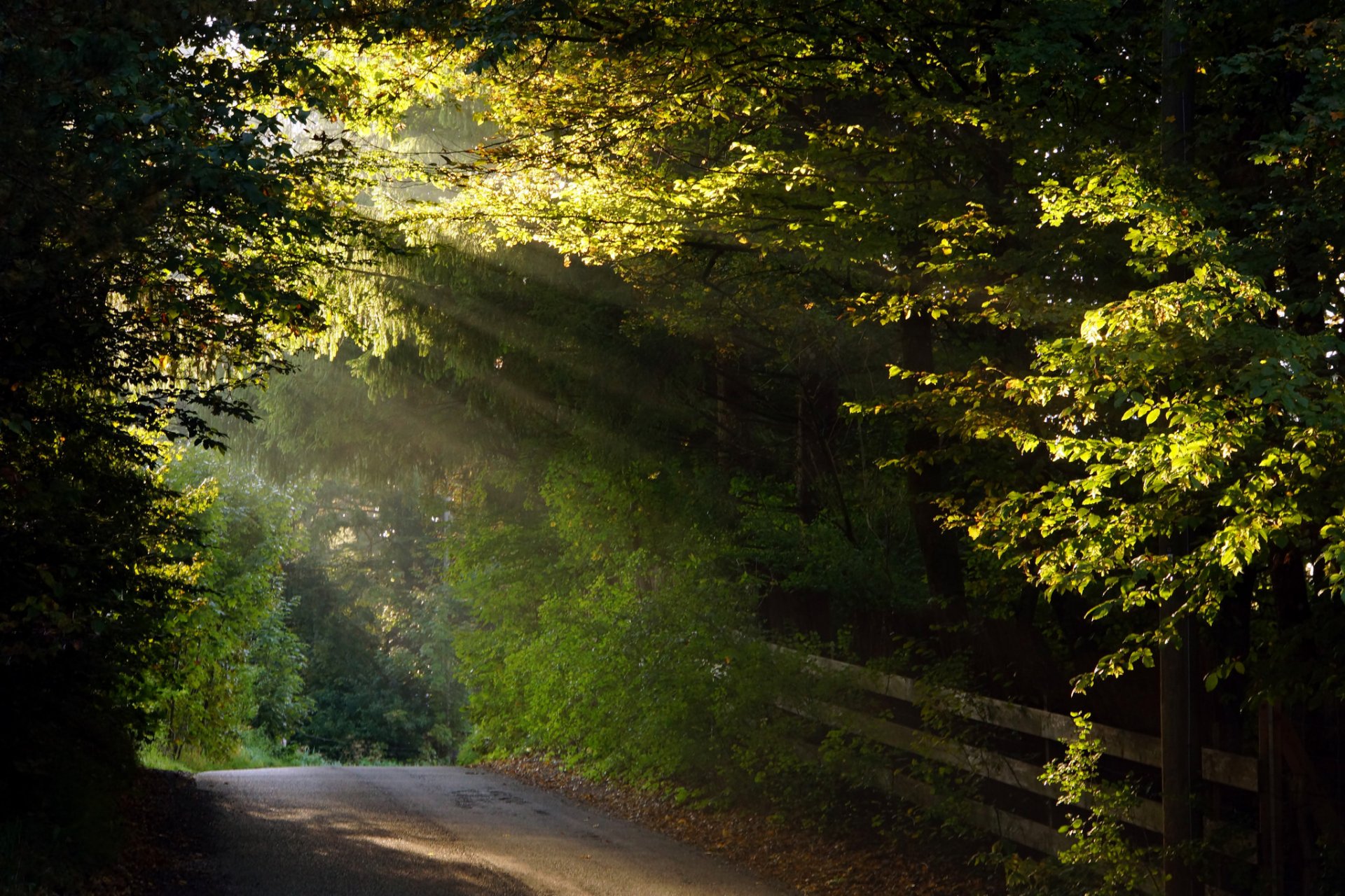 strada percorso recinzione fogliame autunno raggio di sole raggi di sole