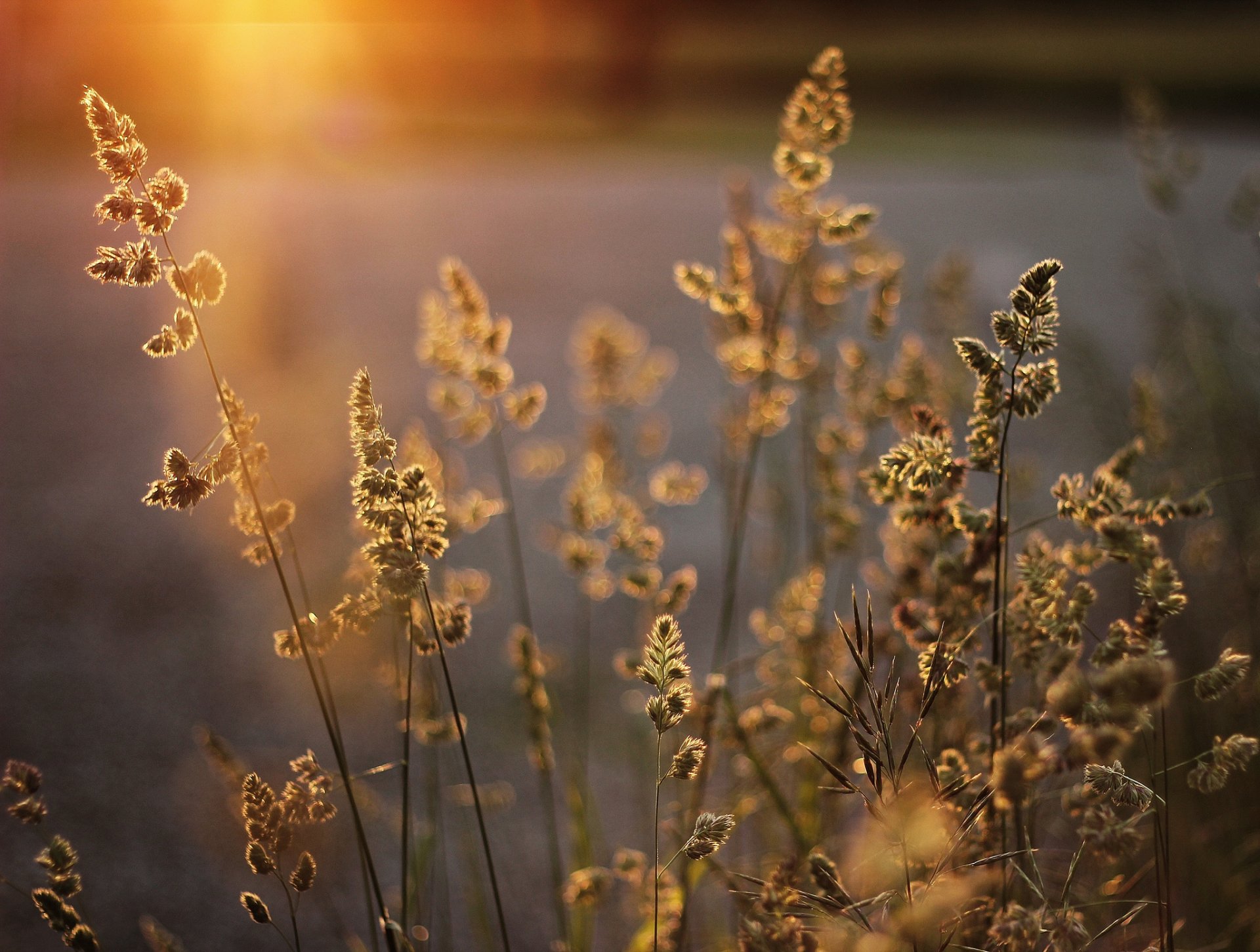 pflanzen gras ährchen rispen licht sonnig